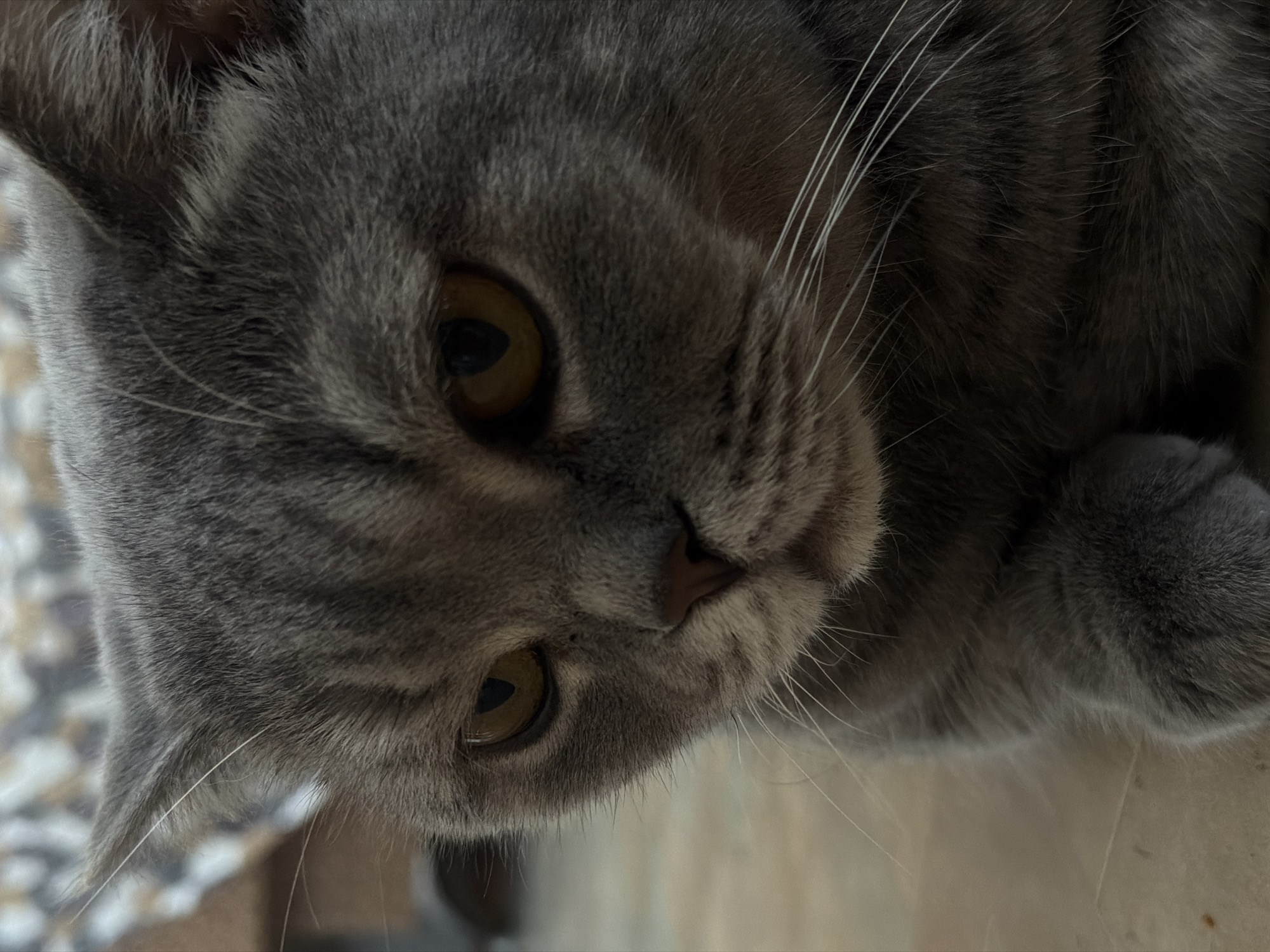 Grey tabby cat photographed in close portrait in Perm