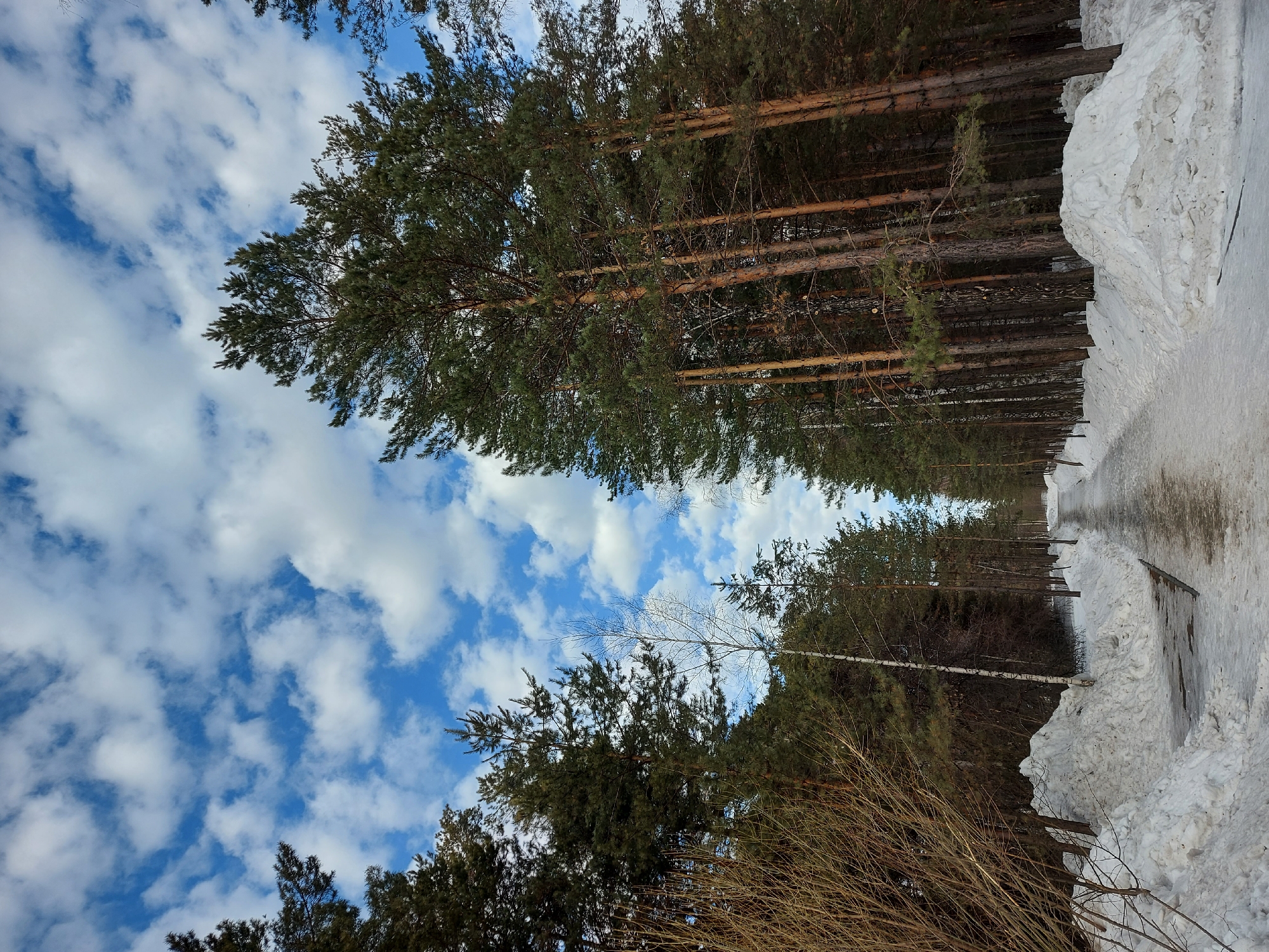 Snowy forest path documented in Novosibirsk pine woods