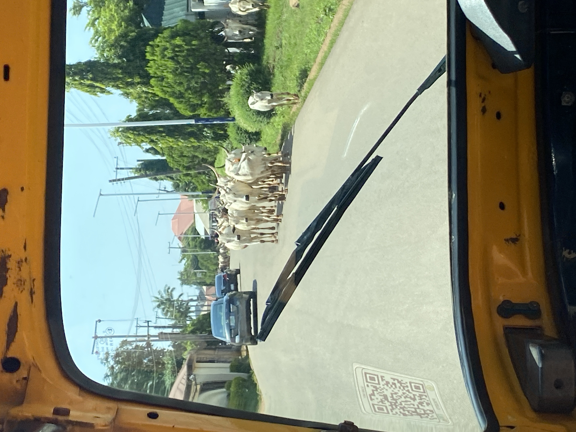 Cattle herd moving through Gura Top streets, viewed from a rickshaw