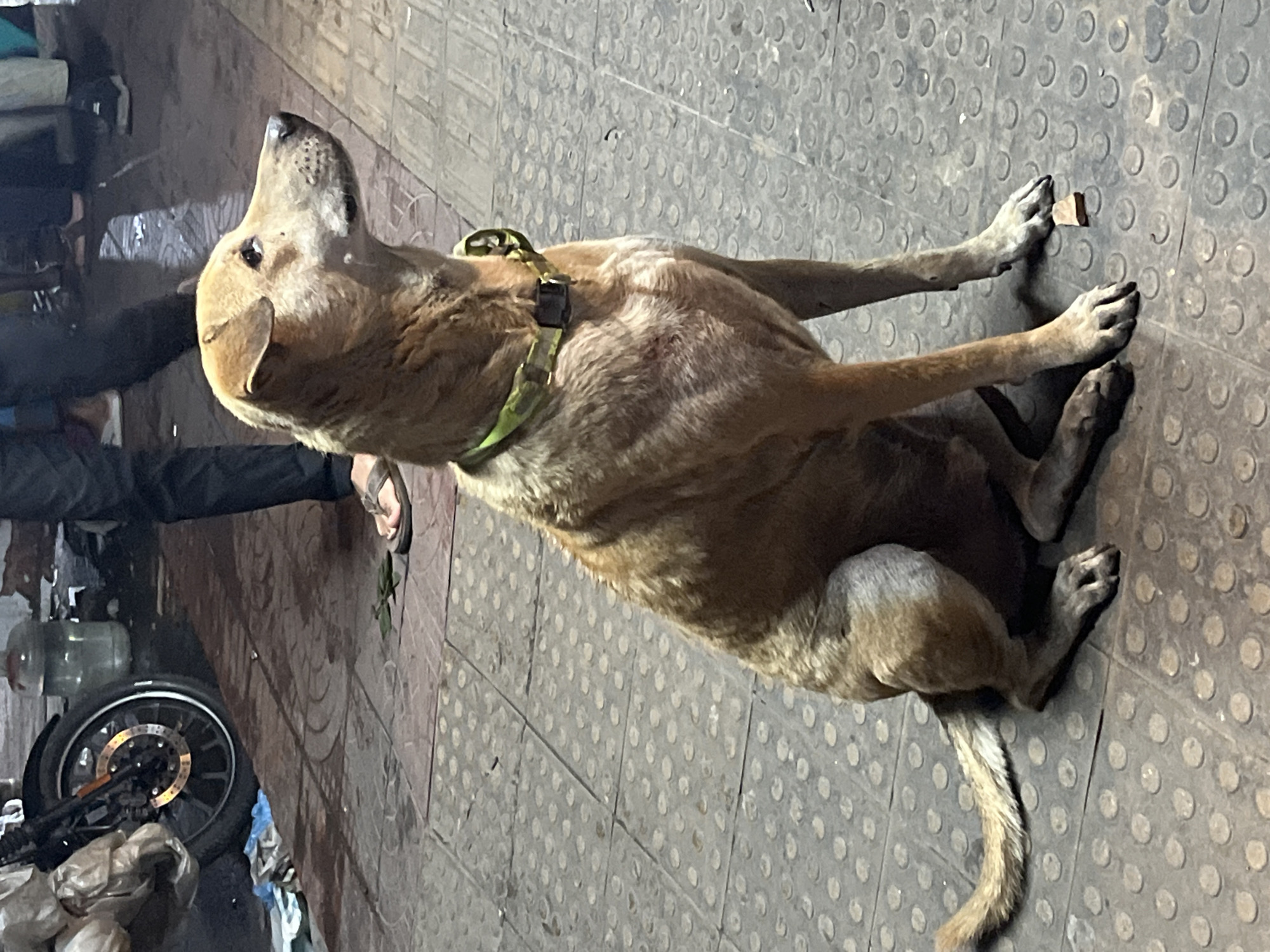 Dog rests on Dhaka sidewalk near fruit vendor