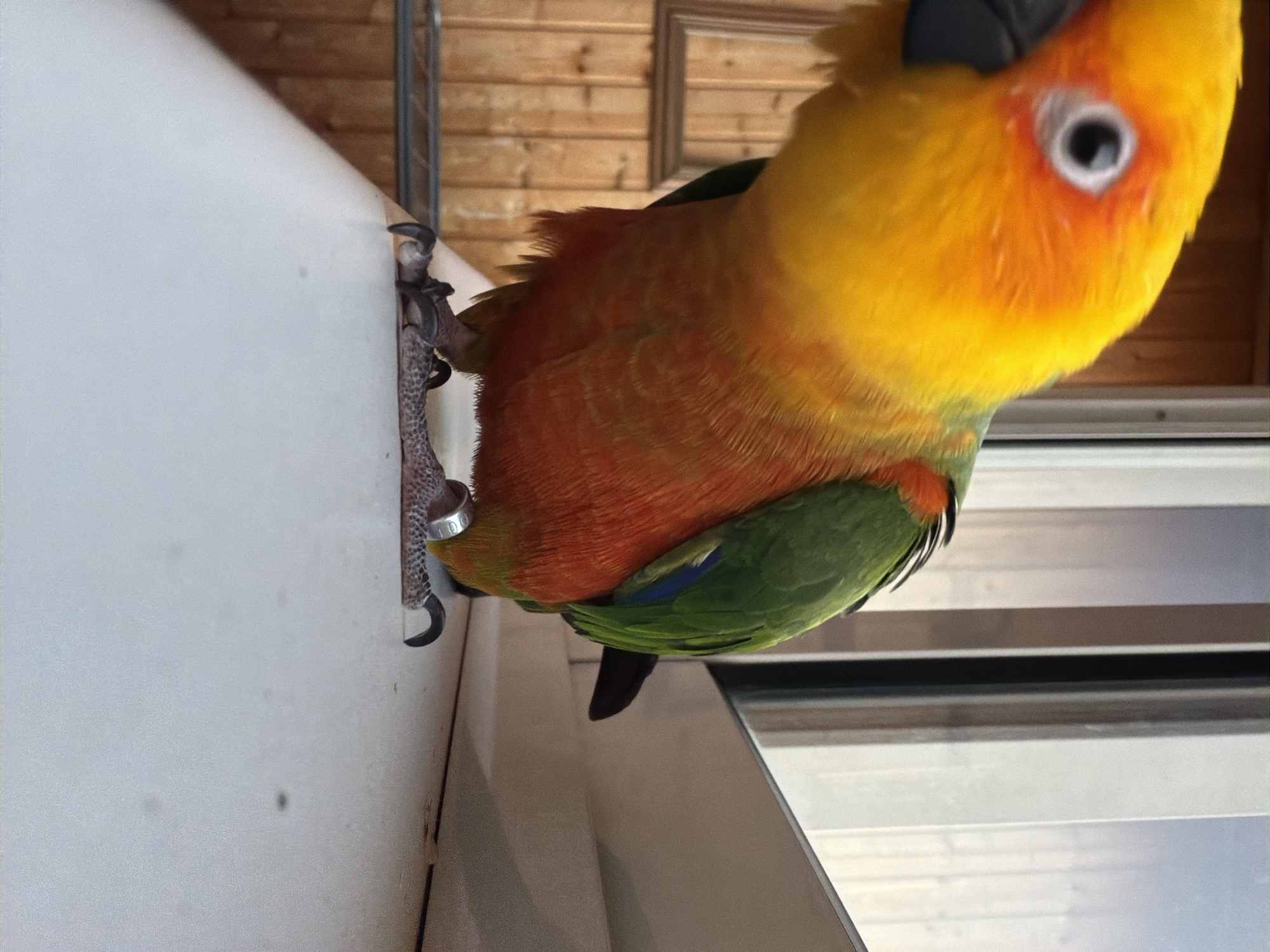 Sun Conure parrot photographed indoors on white surface