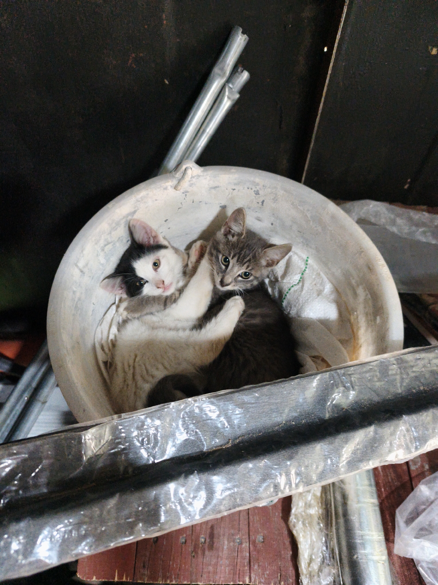 Two kittens sharing a basin in rural Lithuania