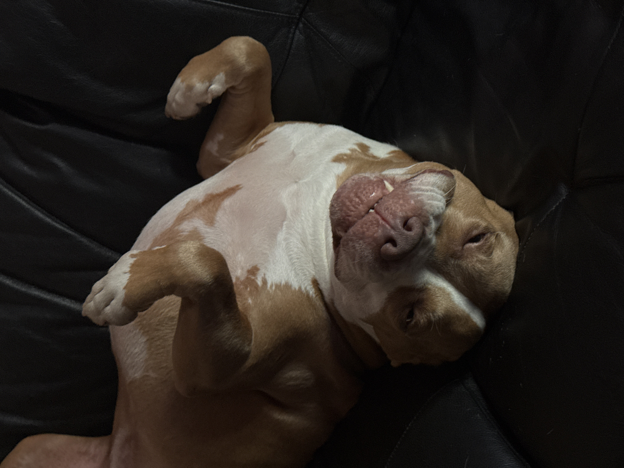 Dog relaxes on leather furniture in Khimki home