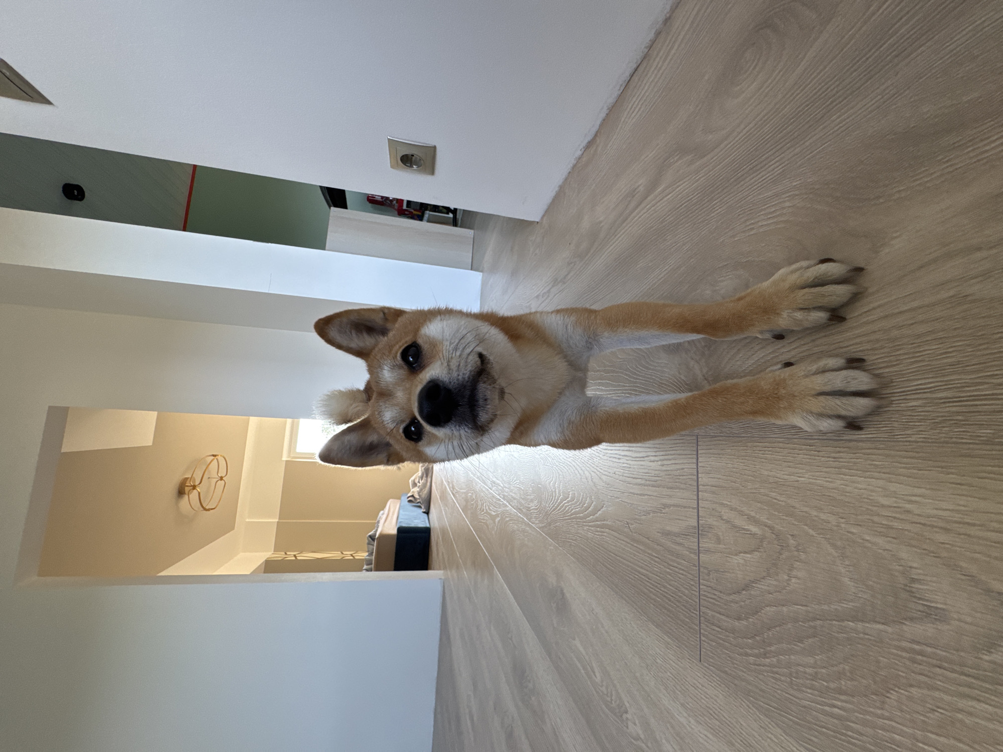 Dog rests indoors during early morning in Carnikava, Latvia