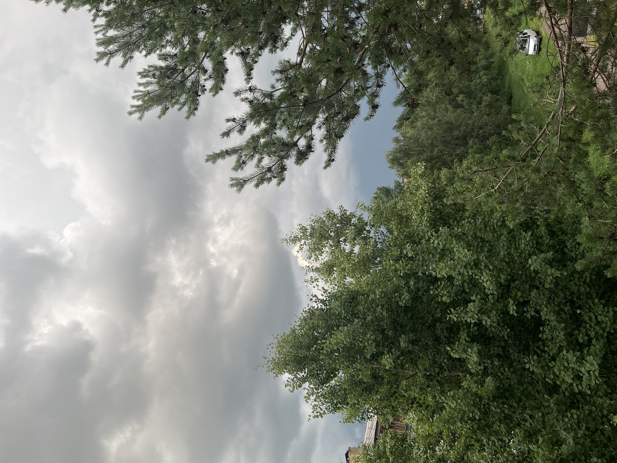 Pine trees under stormy skies, plus dachshund figurines and a snow globe