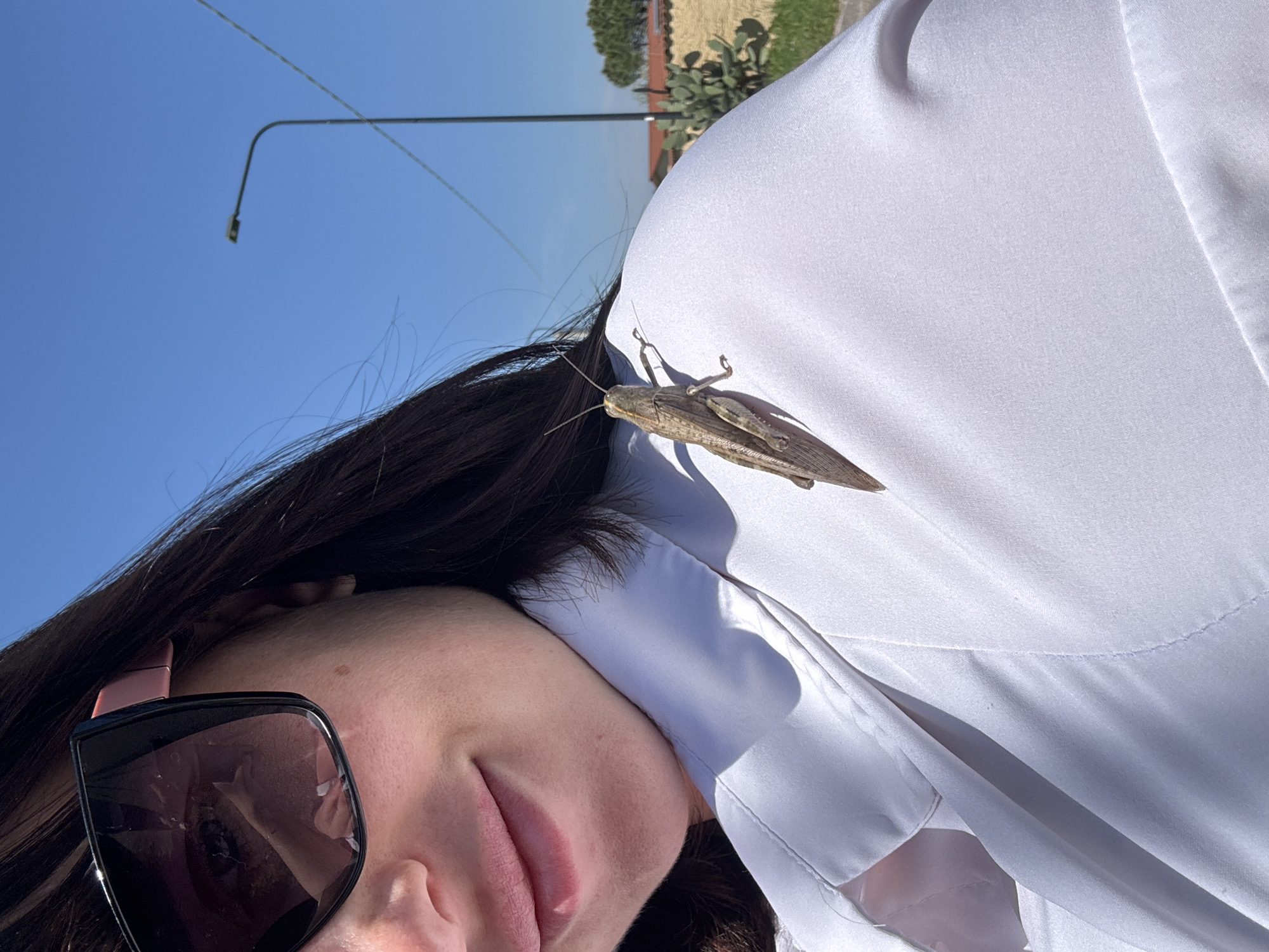 Travel blogger encounters grasshopper during dog walk in Aprilia