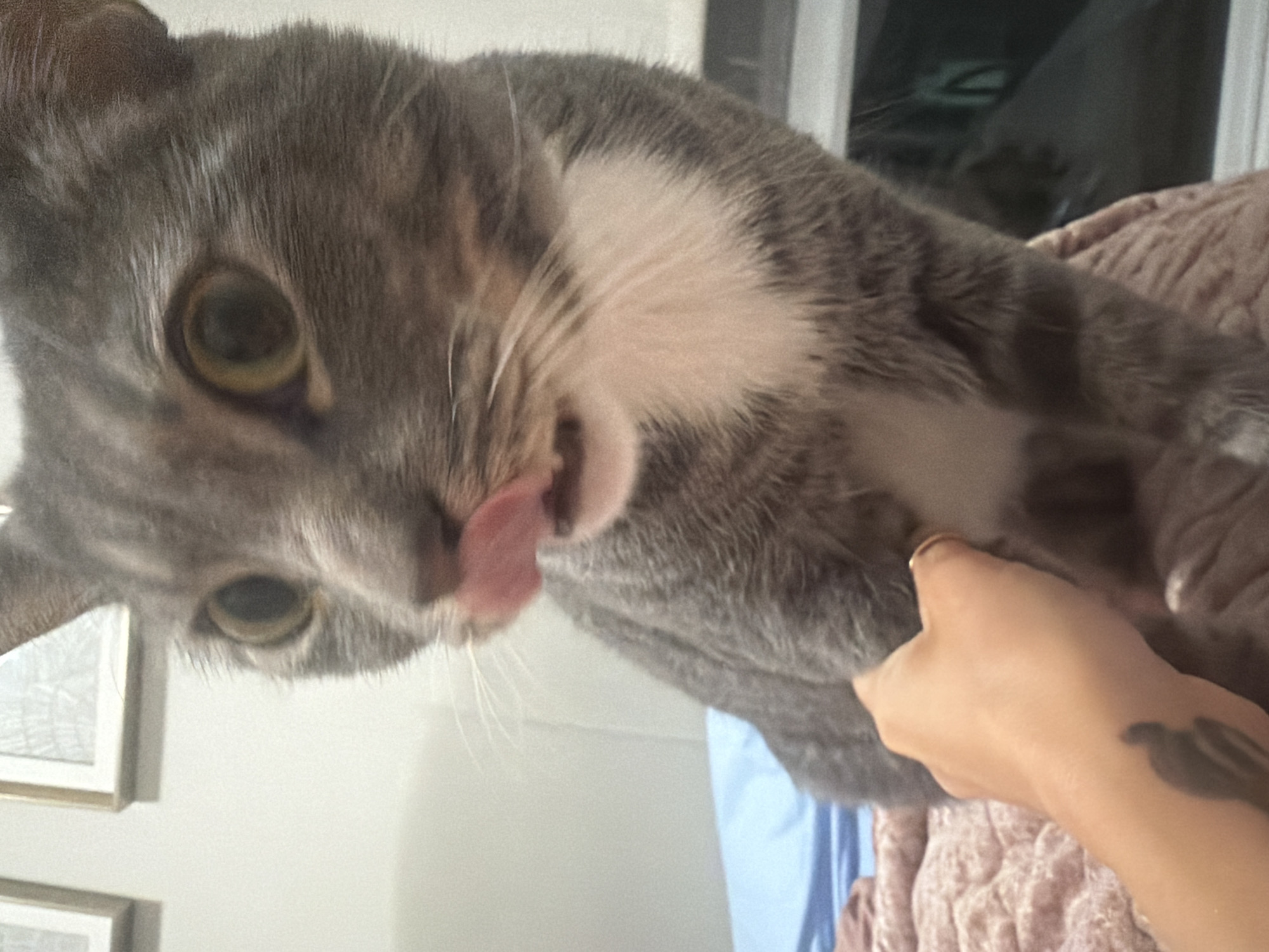 Late-night snapshots of a cat, toys, and home details in San Diego