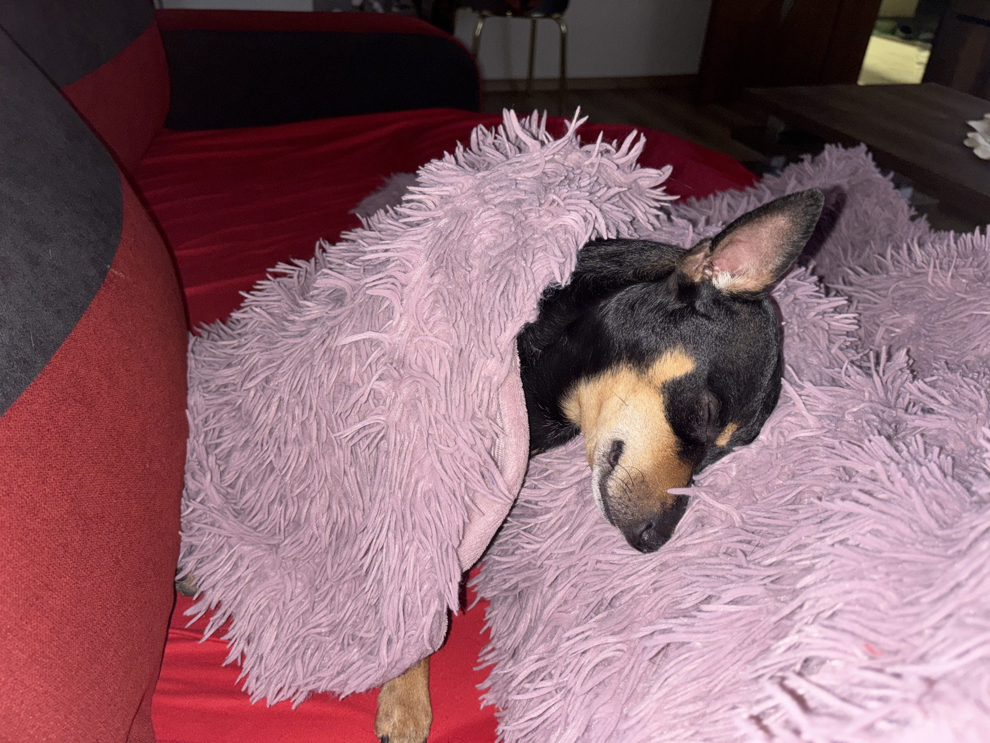 Pet owner documents miniature pinscher during home photo session