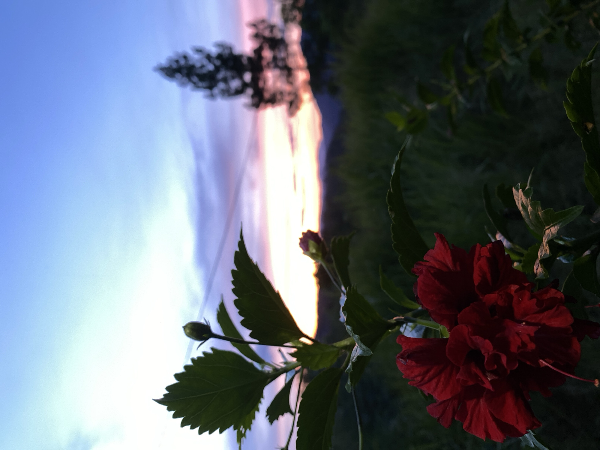 Red hibiscus photographed against colorful sky in Indonesia