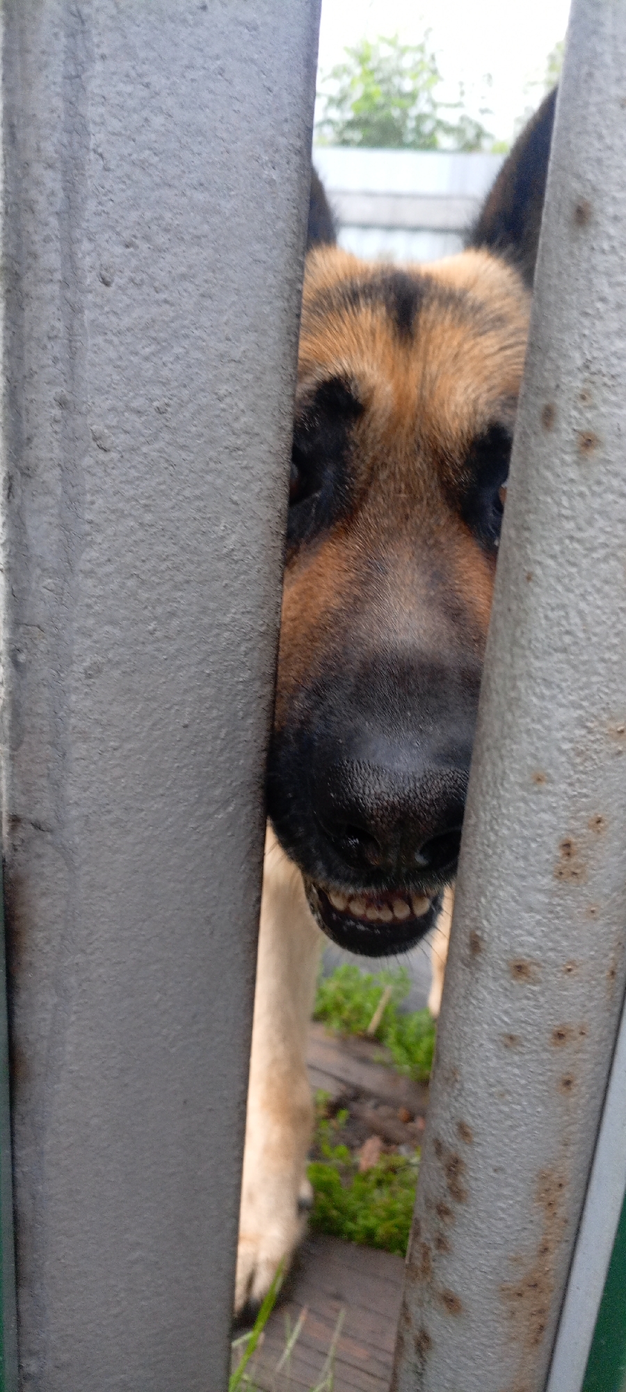 Rainy afternoon in Novokuznetsk: a dog, wildflowers, and home cooking