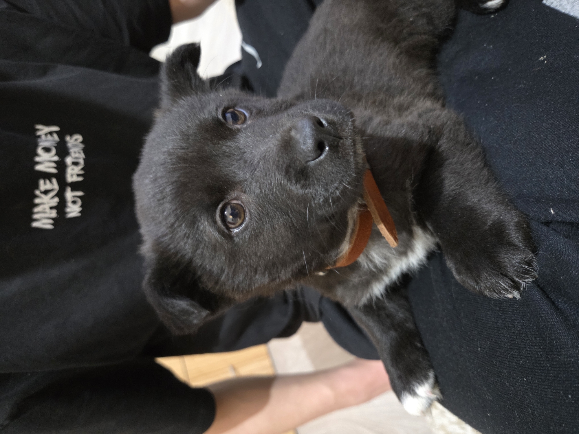Black puppy photographed in quiet moments in Pchelnik