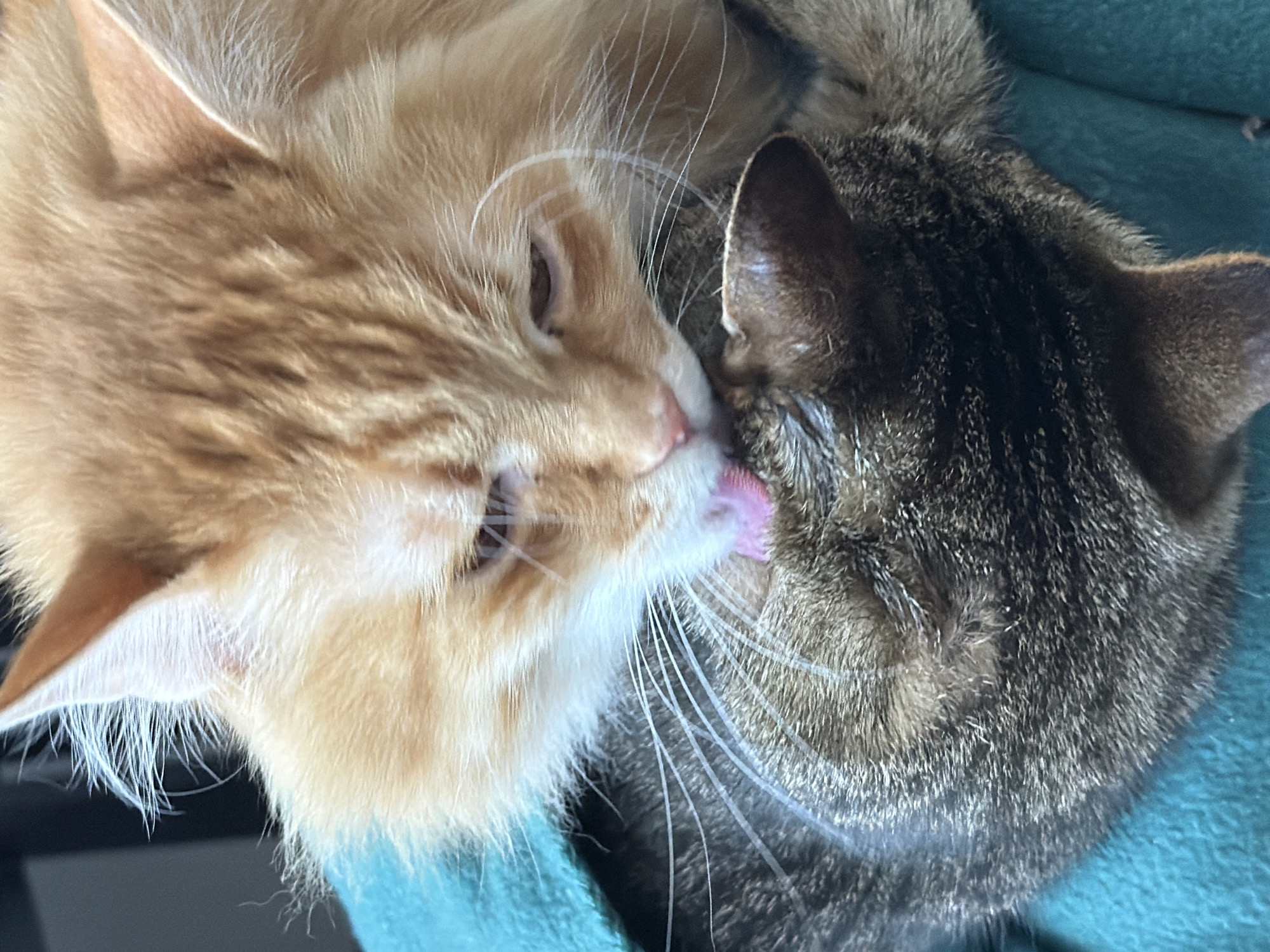 Cats grooming, dog walks captured in Belgrade neighborhood Tuesday