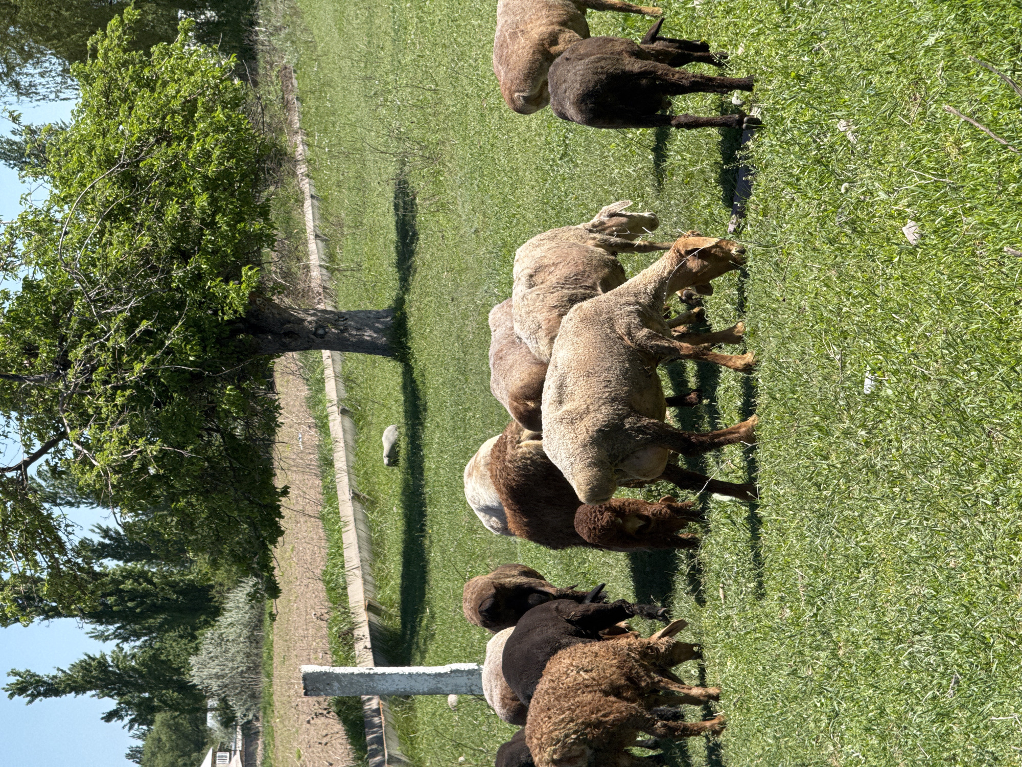 Sheep graze in field near Burana, Kyrgyzstan