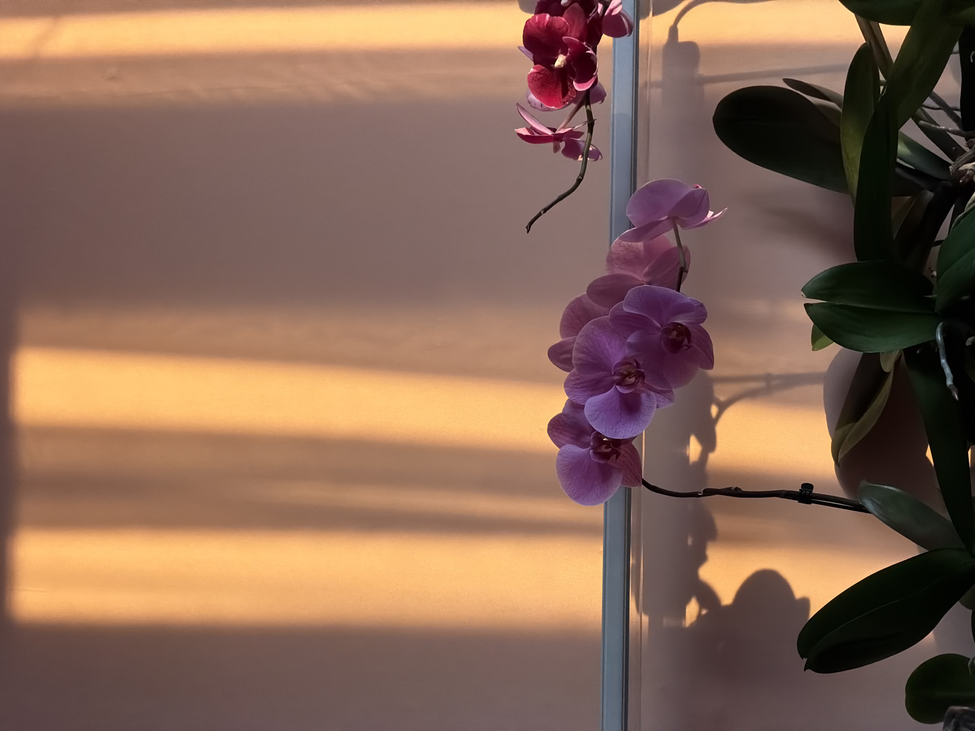 Quiet domestic moments with cats and flowers documented in Chaikovsky