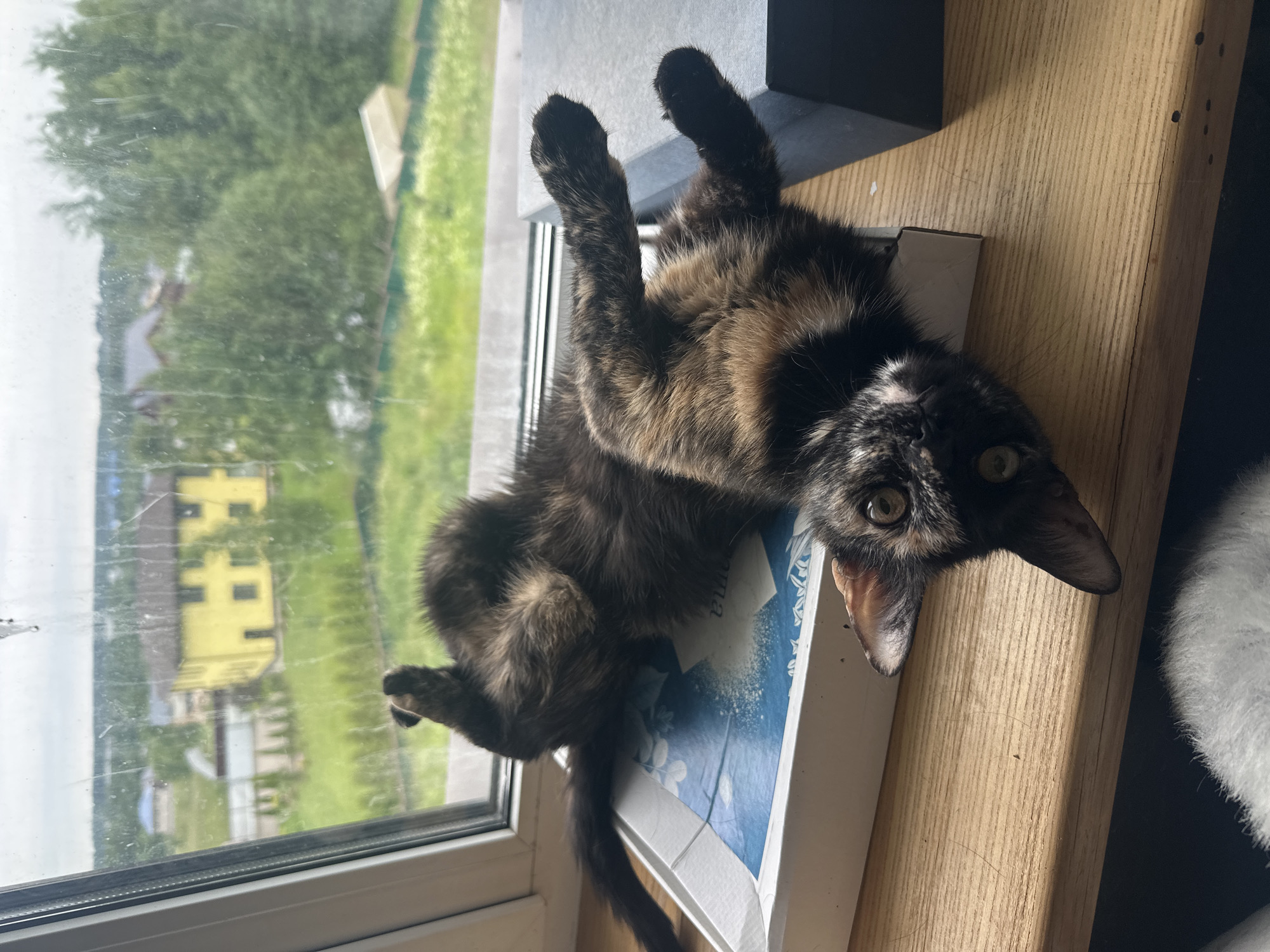 Two cats doing absolutely nothing, perfectly, in Virki