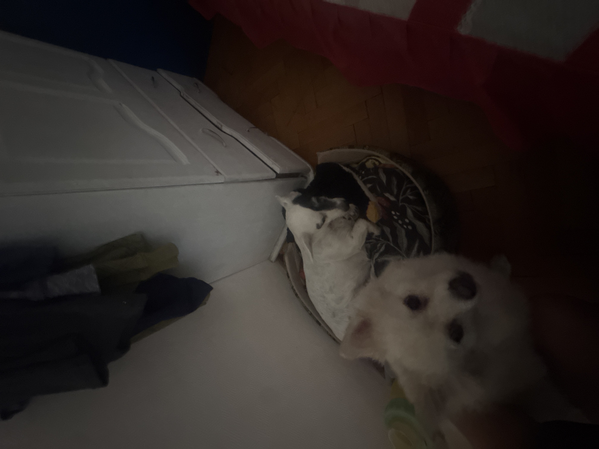 White fluffy dog photographed with second pet in Sofia home