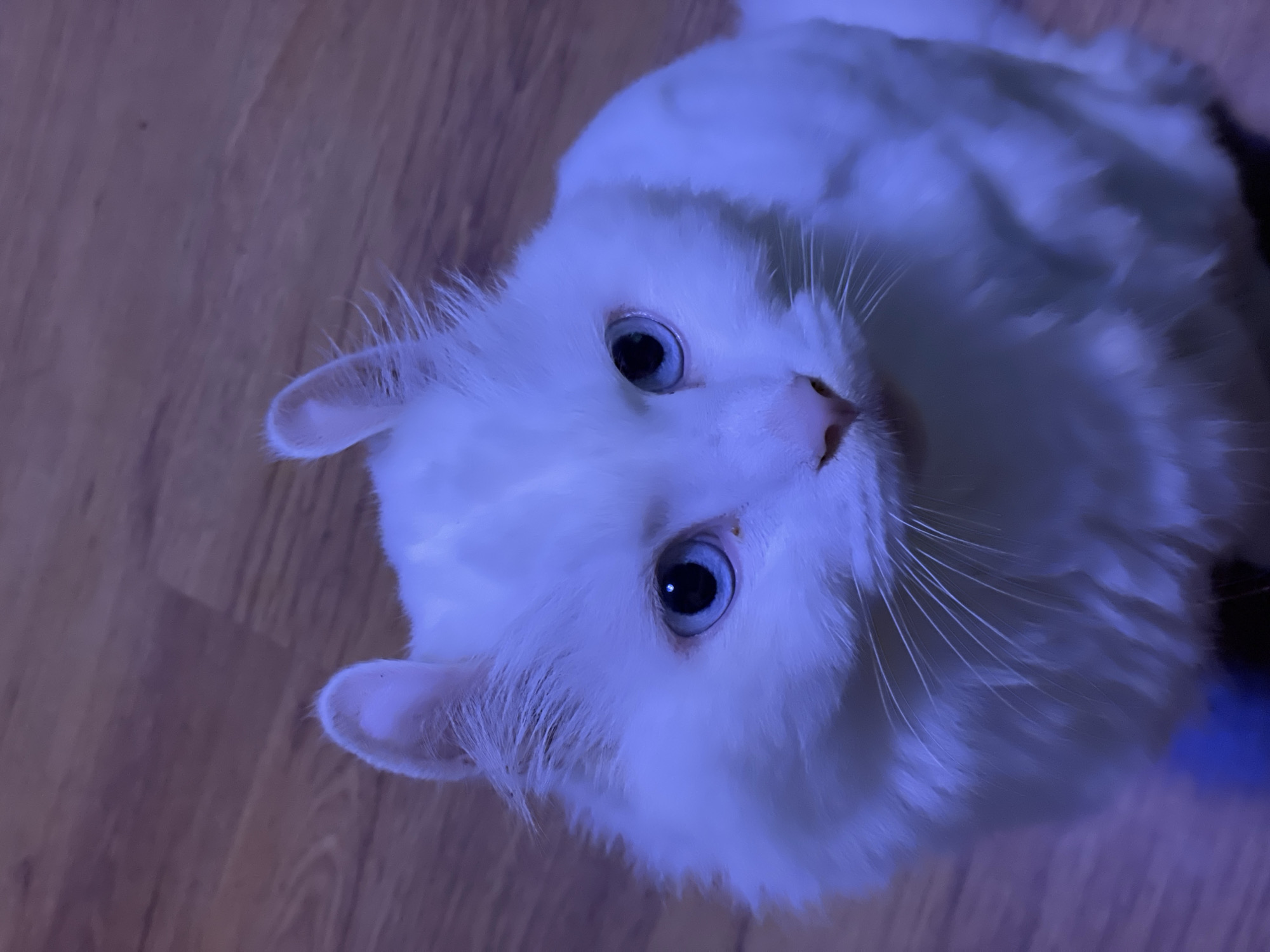 Fluffy white cat resting on a wooden floor in Aktau