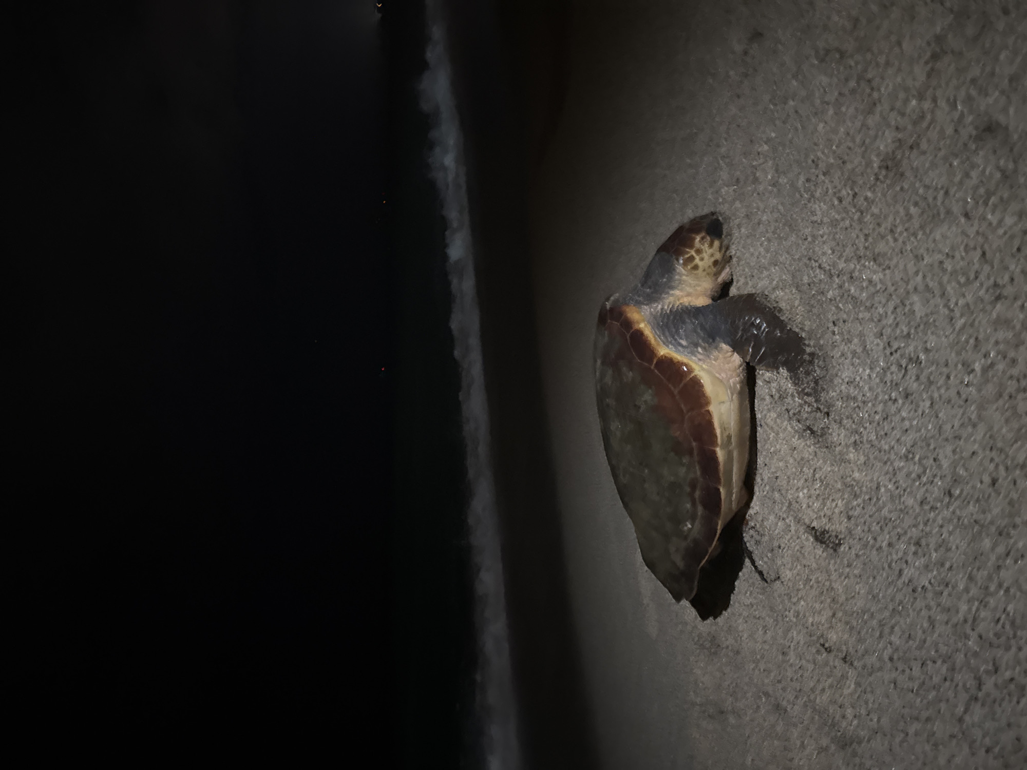 Sea turtle spotted on Alanya beach at night