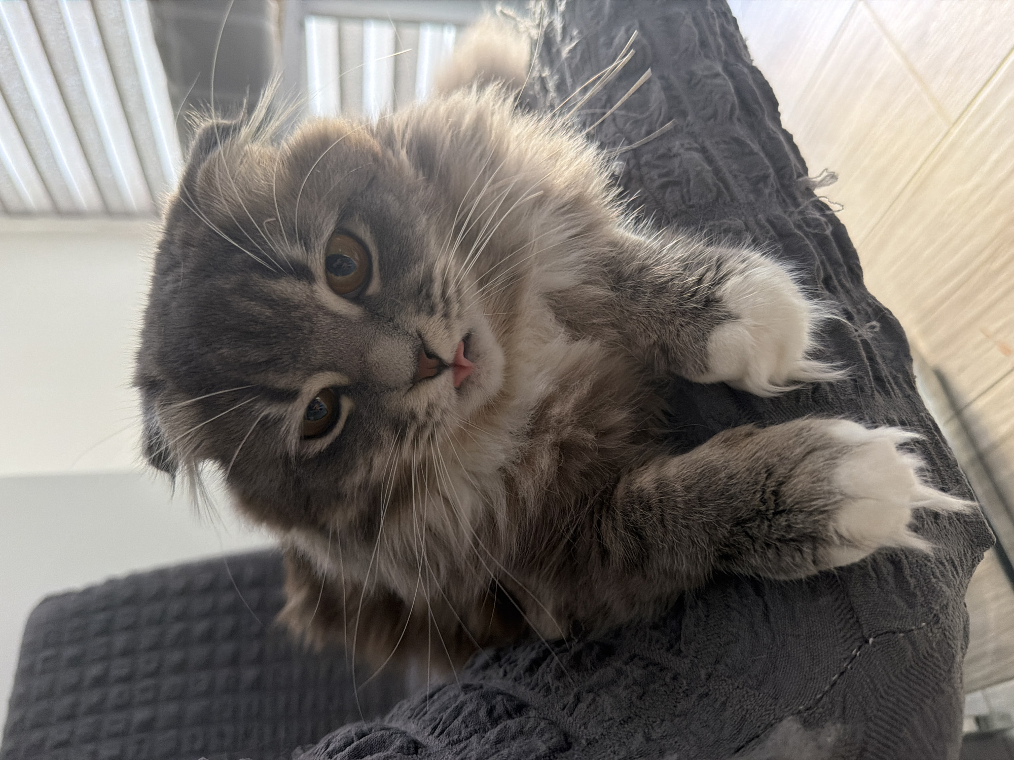 Scottish Fold cat at home in Vovchynets, every angle covered