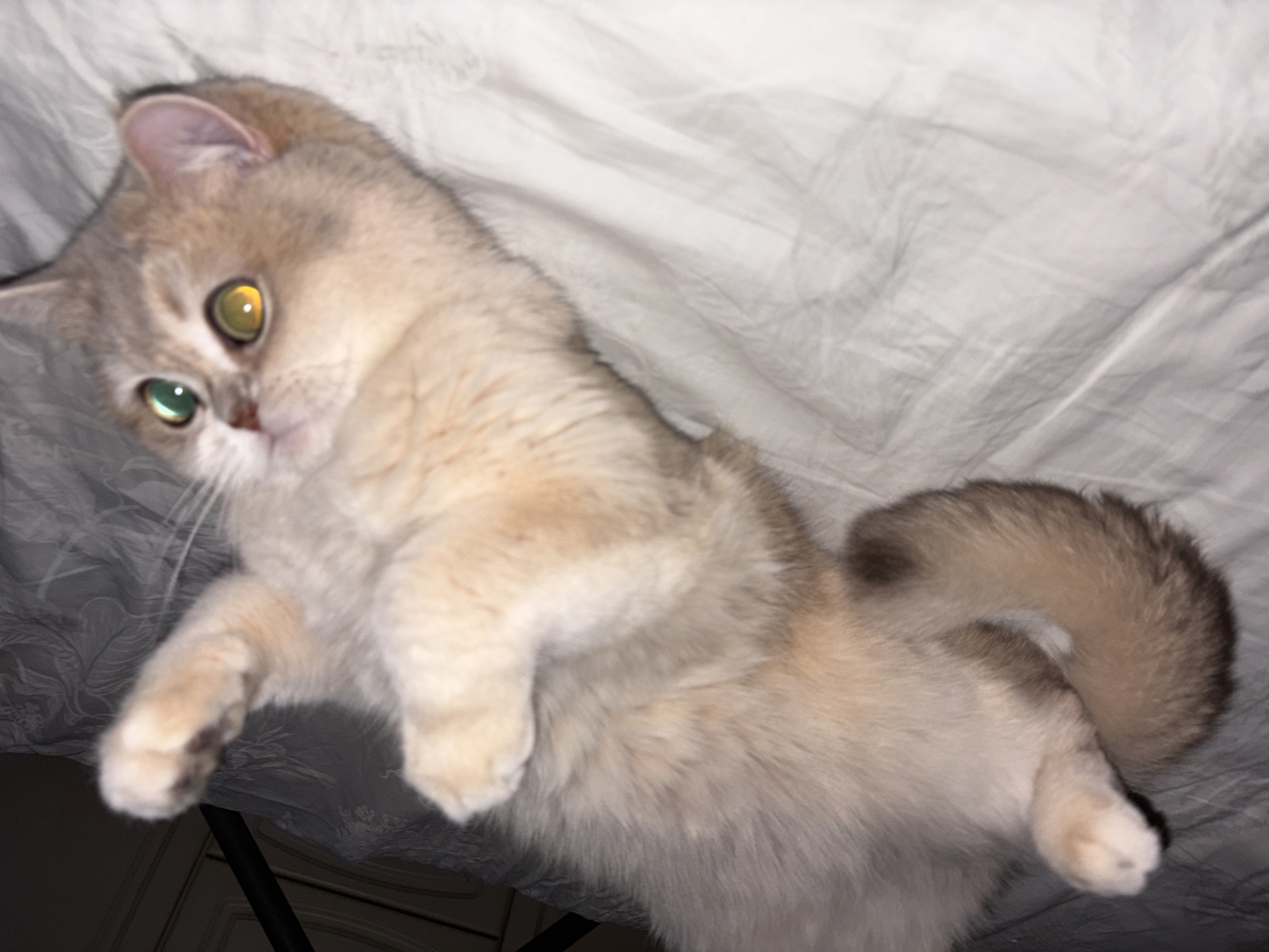 Cat with different colored eyes spotted resting in Chaikovsky