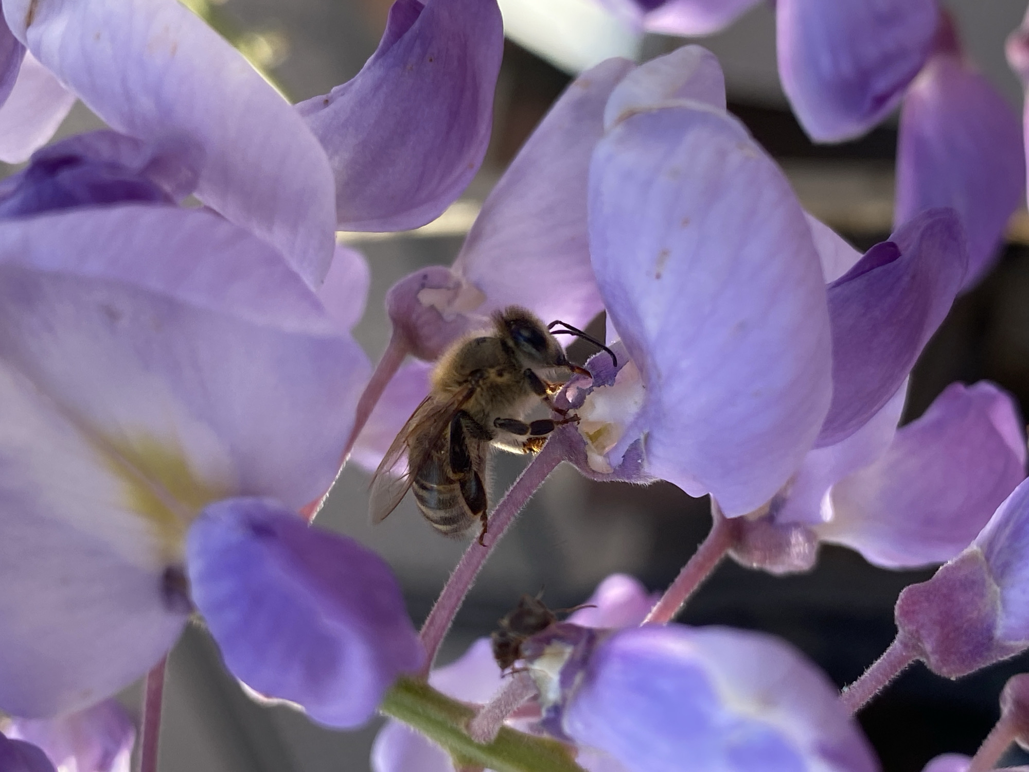 Spring morning botanical walk documented in Budva, Montenegro