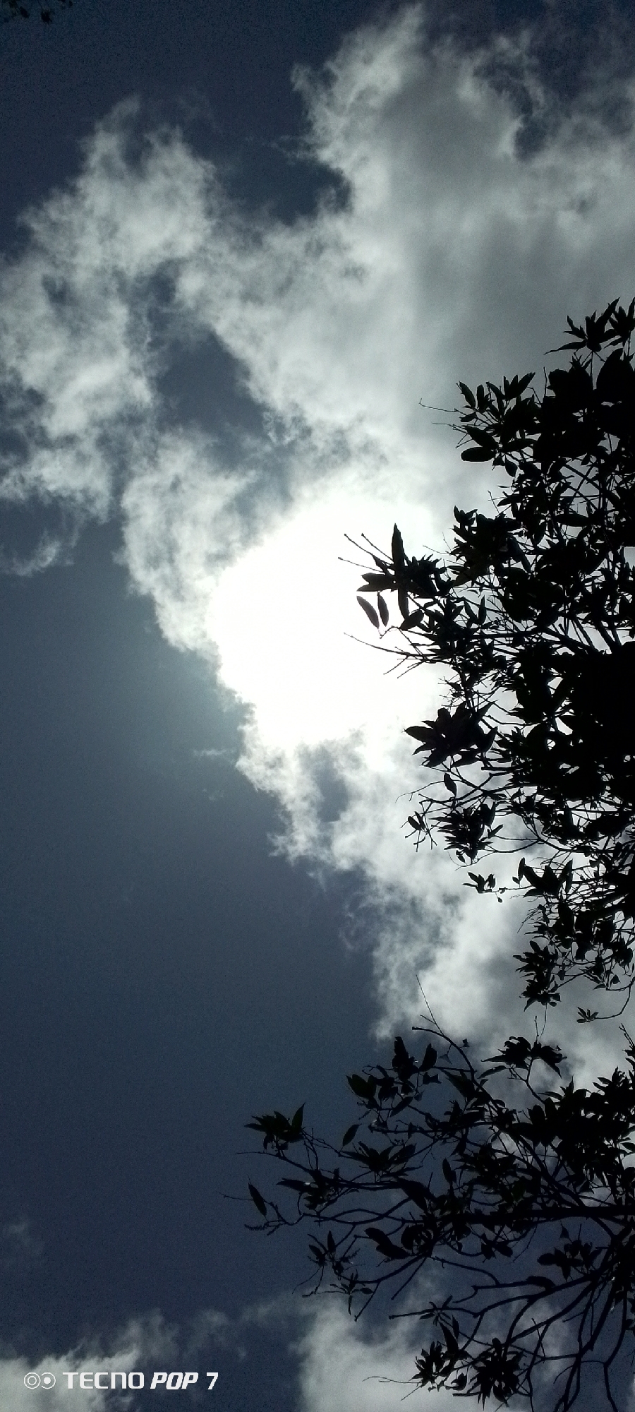 Observer documents sunlight through trees in Altagracia, Venezuela