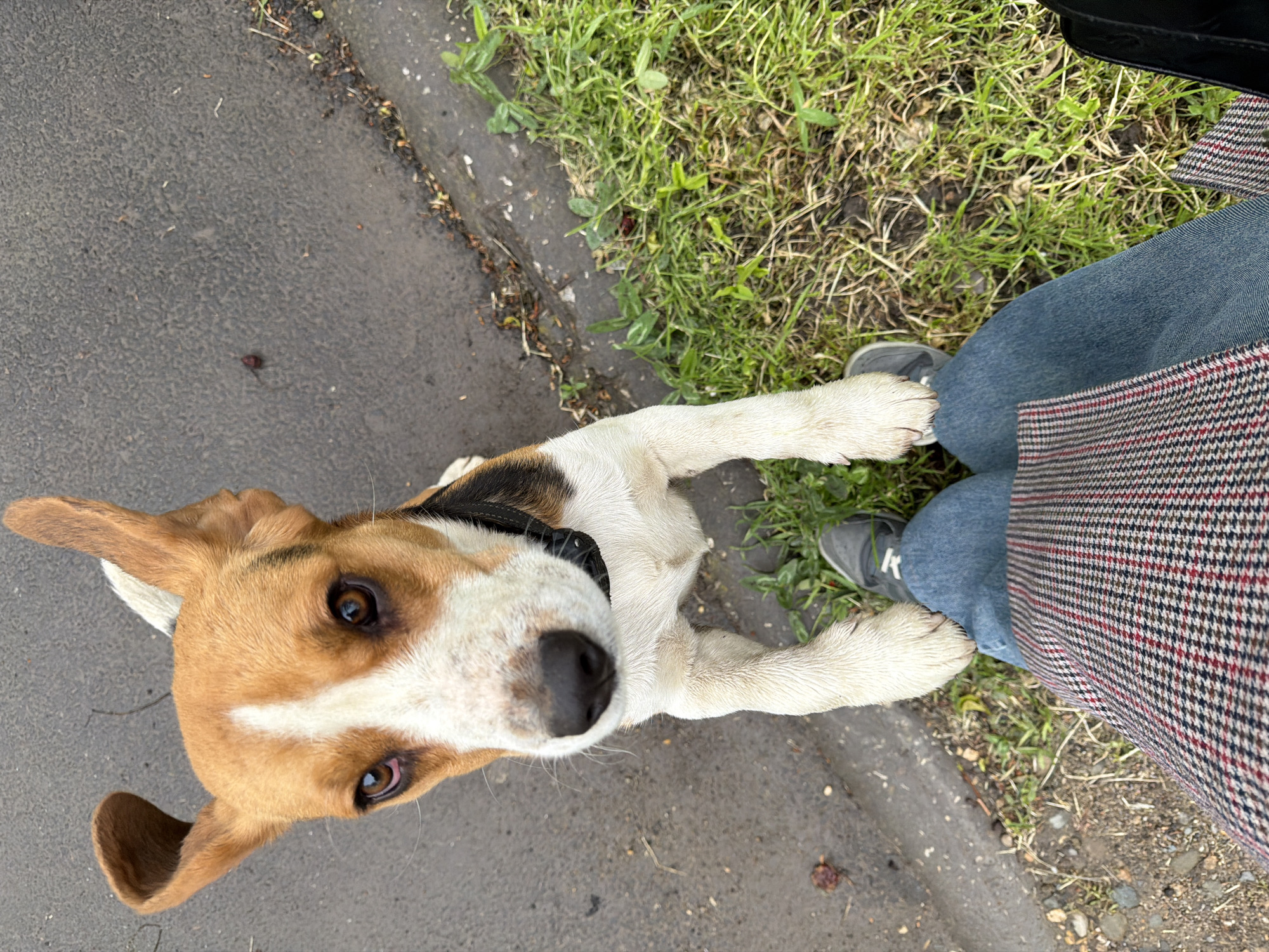Beagle spotted on street in Yuzhny, Russia