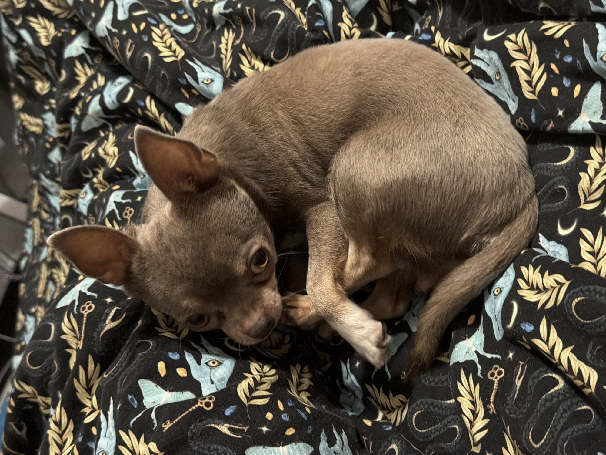 Chihuahua napping, elevator selfie captured in Saint Petersburg evening