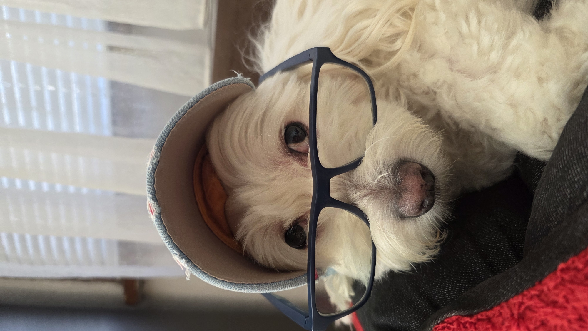 Fluffy white dog styled in caps and glasses, home photo session