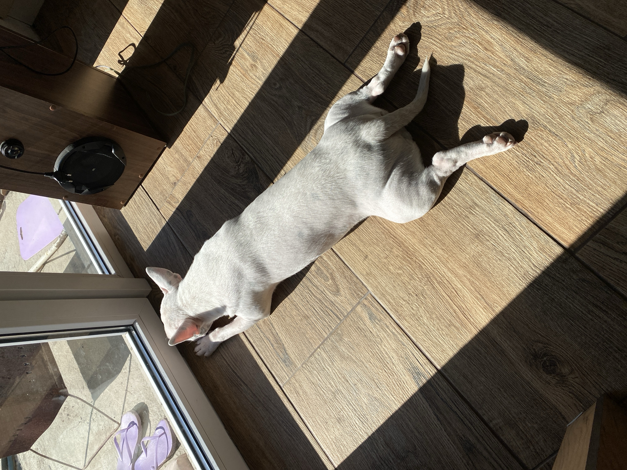 White dog lounging in a sunlit spot on wooden floor