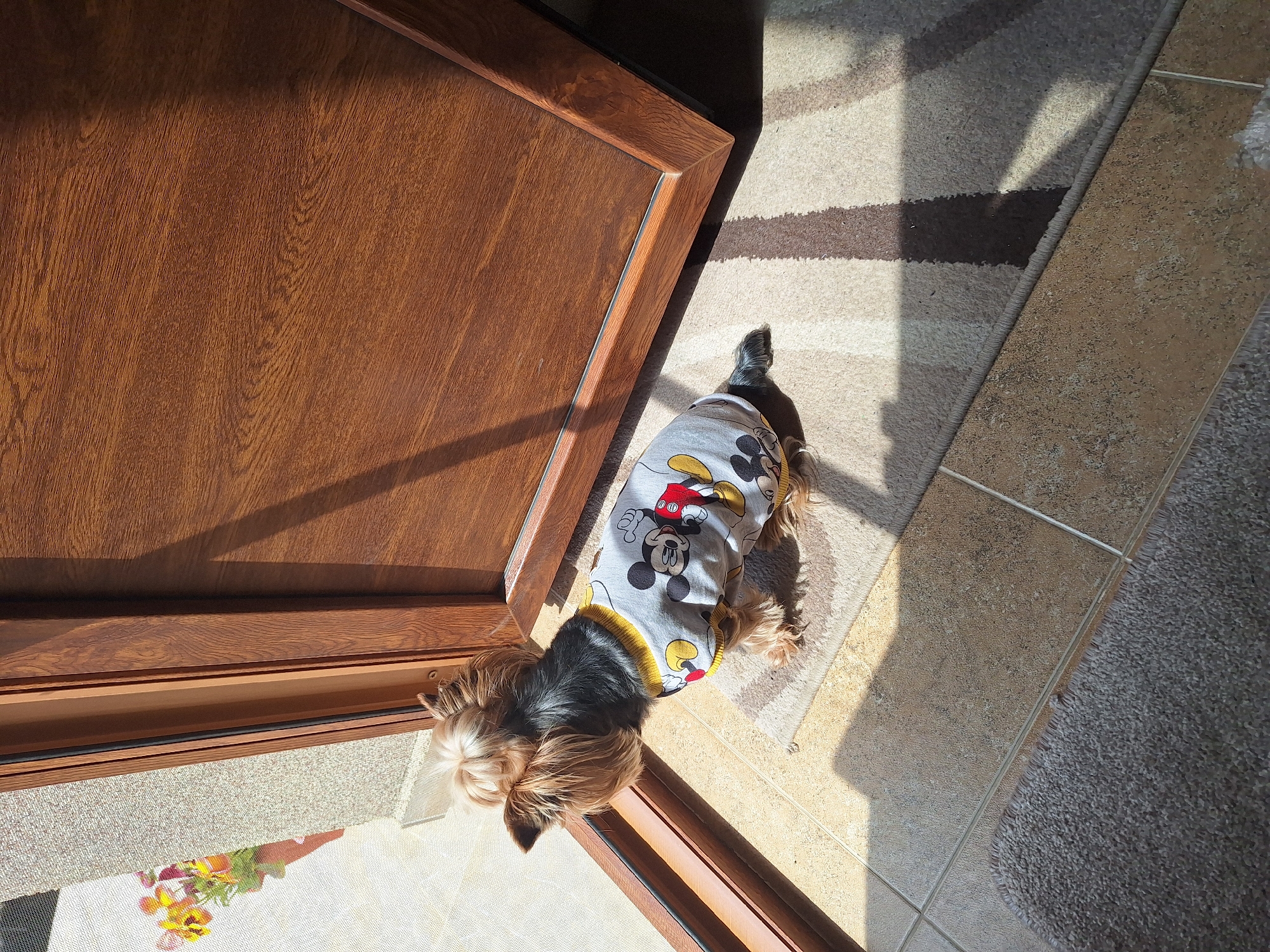 Yorkshire Terrier in Mickey Mouse shirt spotted in Montana, Bulgaria