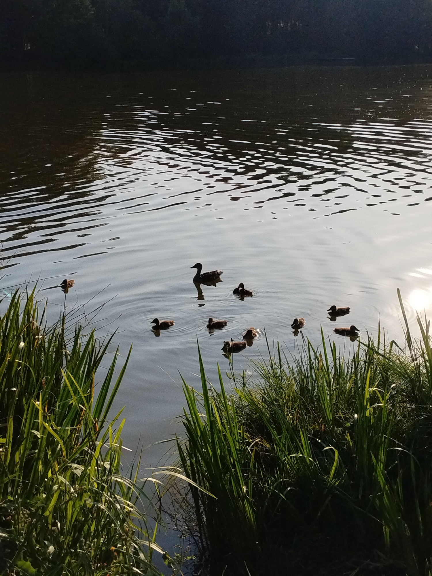 Lakeside afternoon: ducks, reeds, and a summer picnic in Belarus