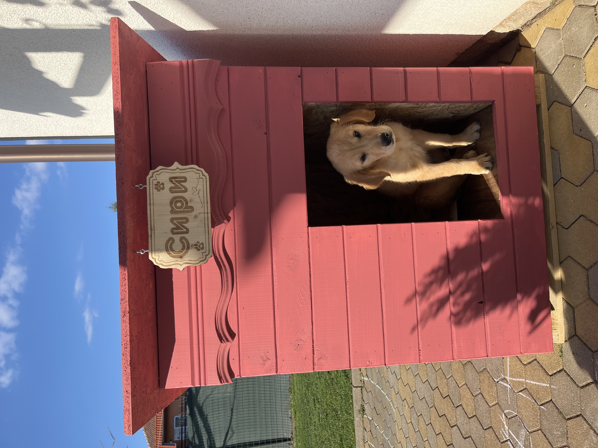 Golden retriever puppy spotted playing in Kostinbrod yard