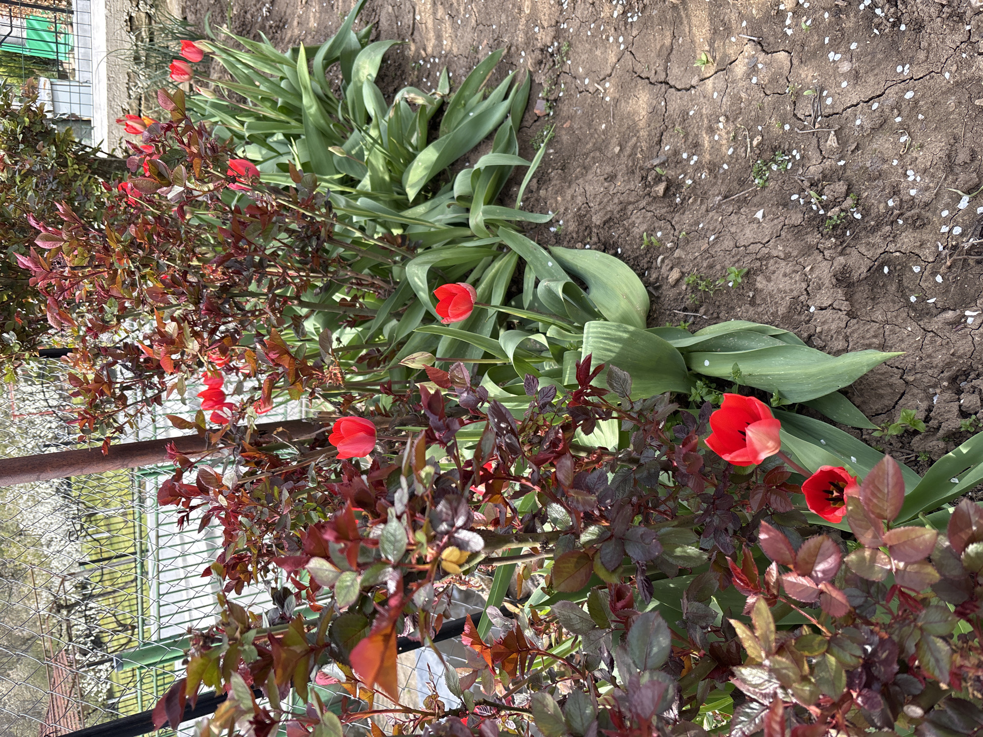 Spring garden blooms and vegetable growth documented in Lovech