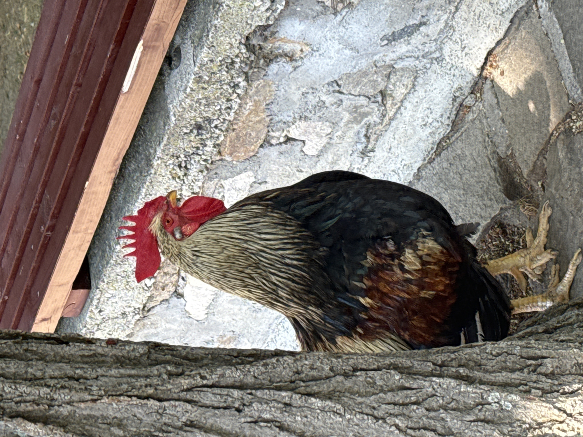 Rooster on a stone path, mountains and open sky beyond