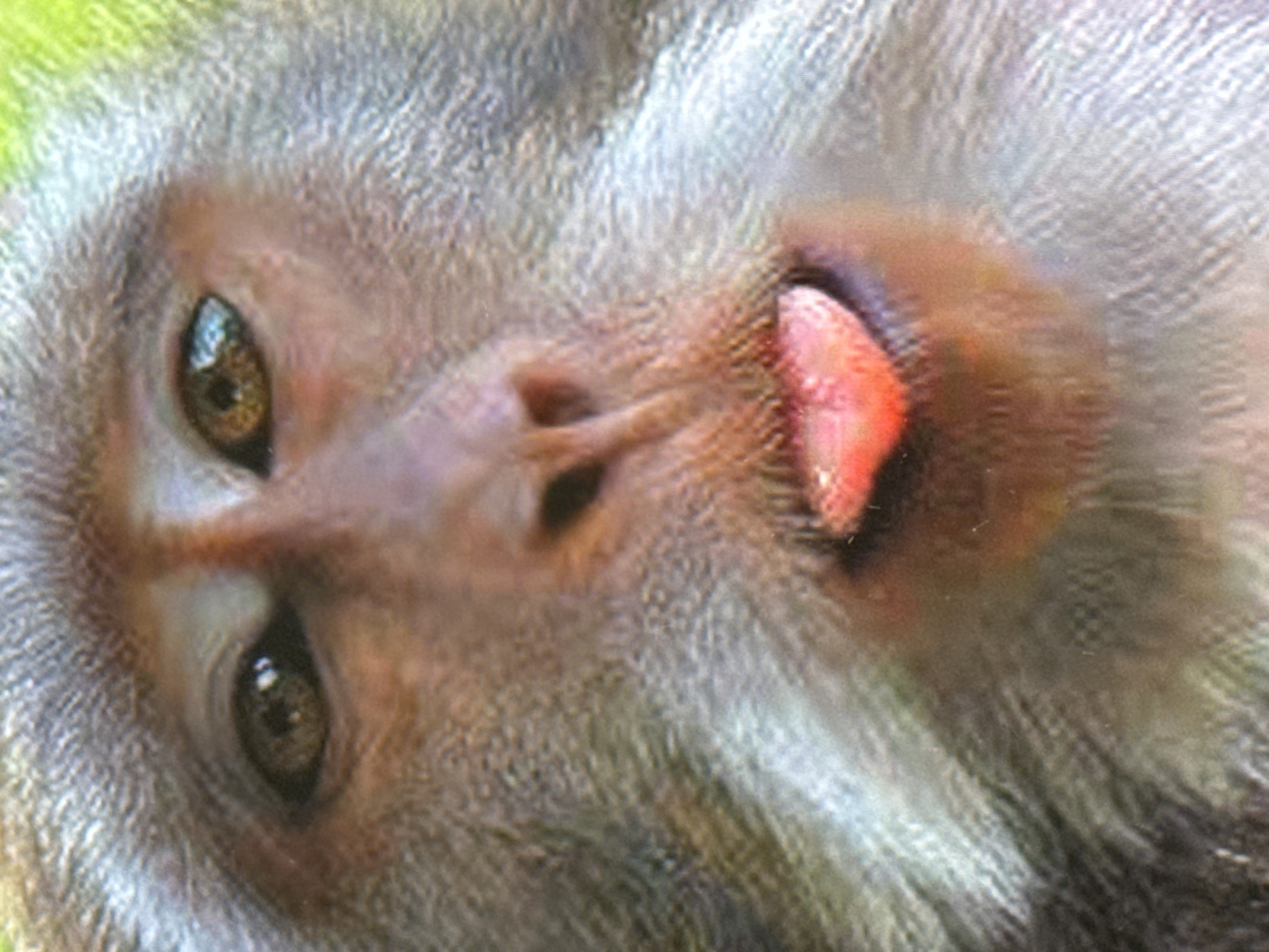 Macaques up close in an Indonesian forest