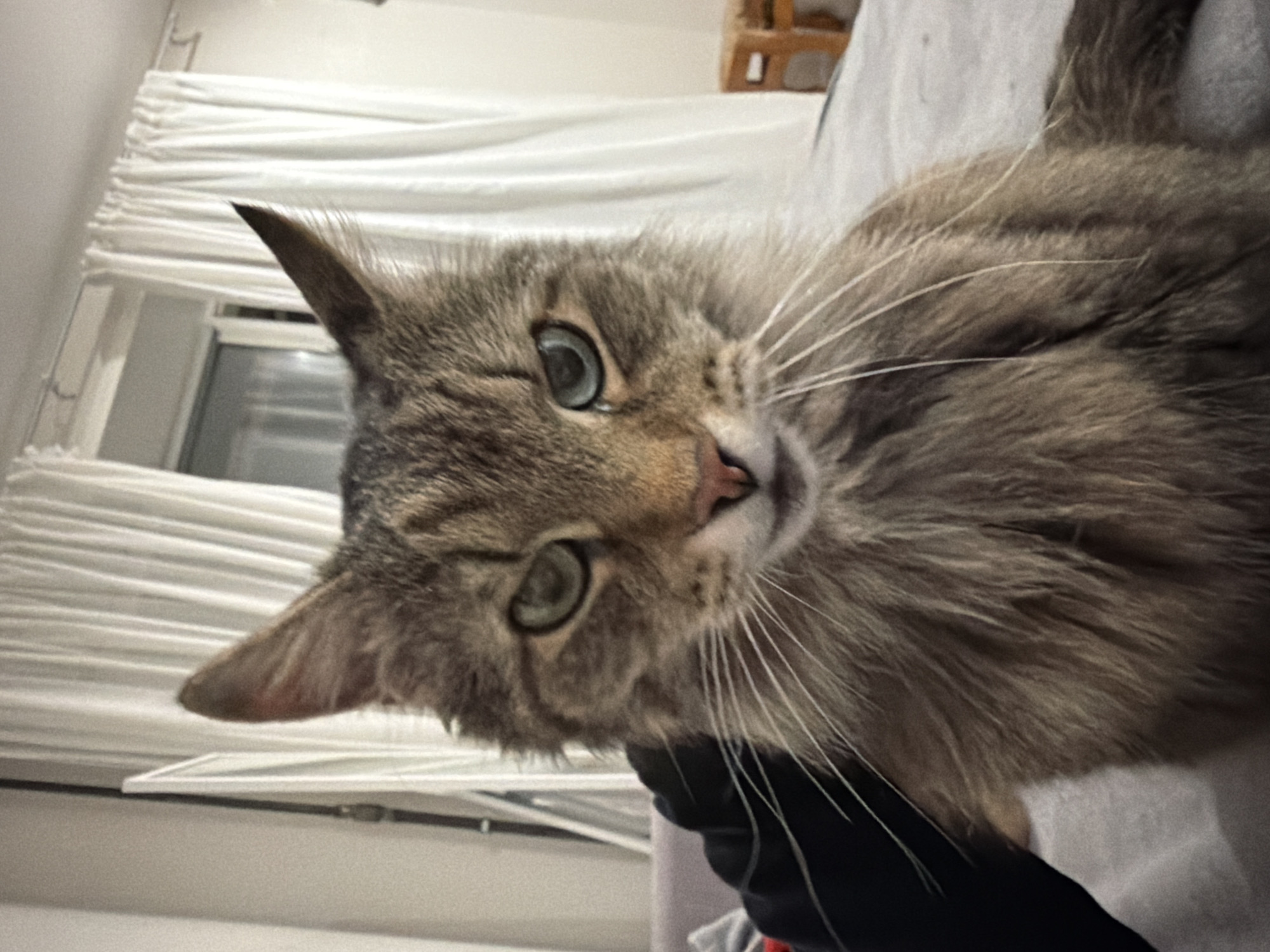 Tabby cat photographed being petted on bedding in Russia