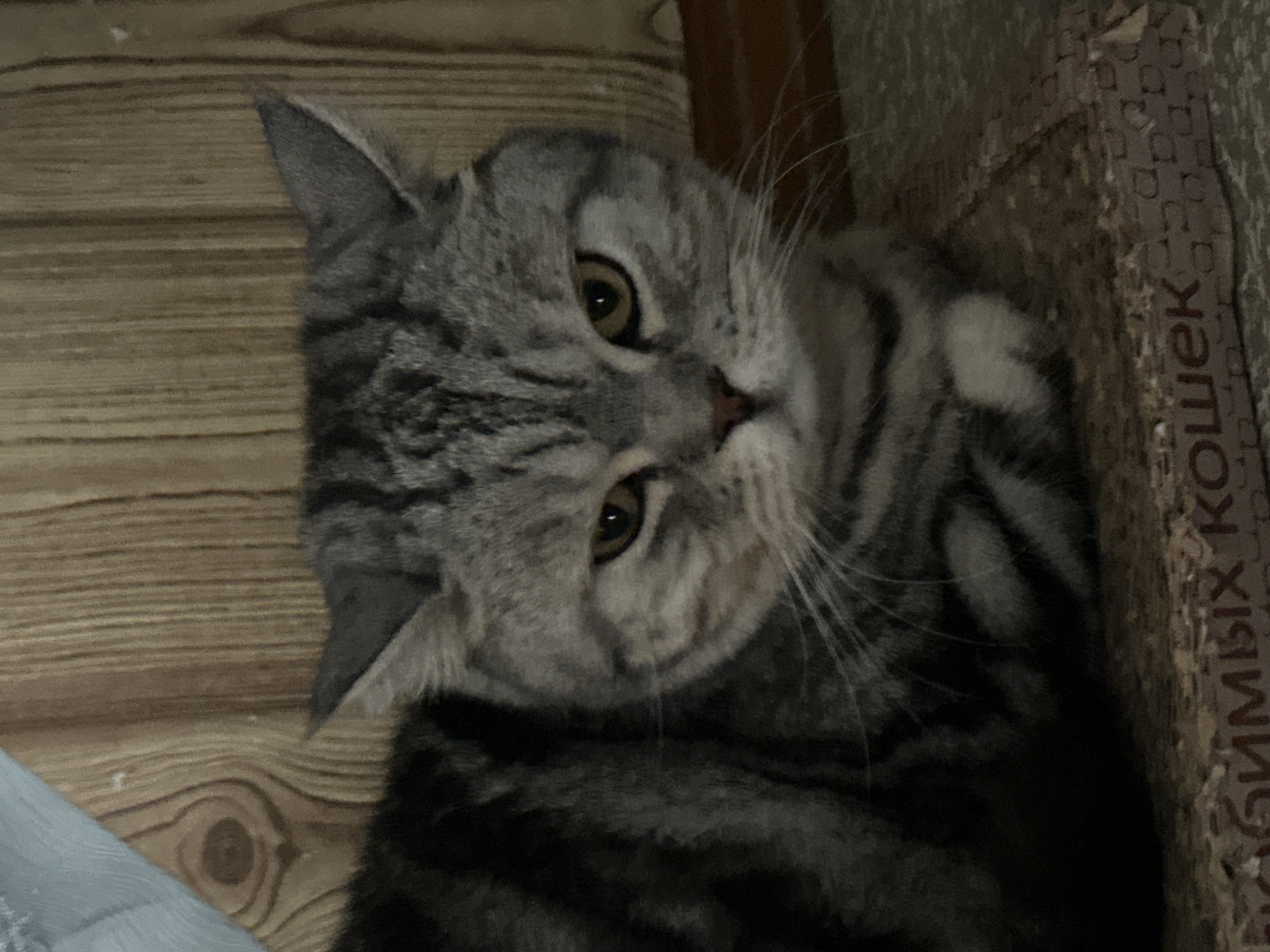 Cats at home in Naberezhnye Chelny, Russia