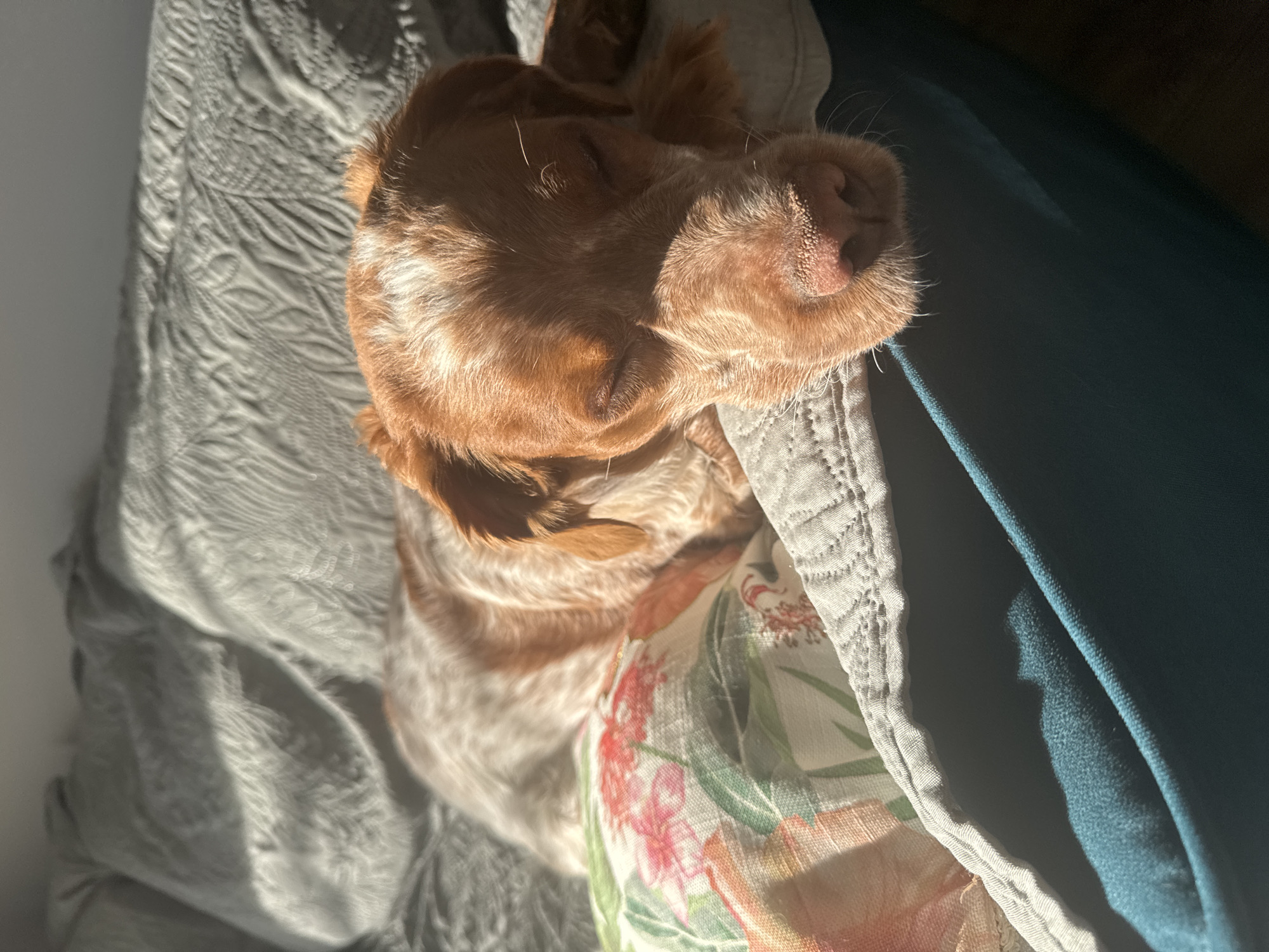 Sofia resident shares quiet morning moments with beloved spaniel