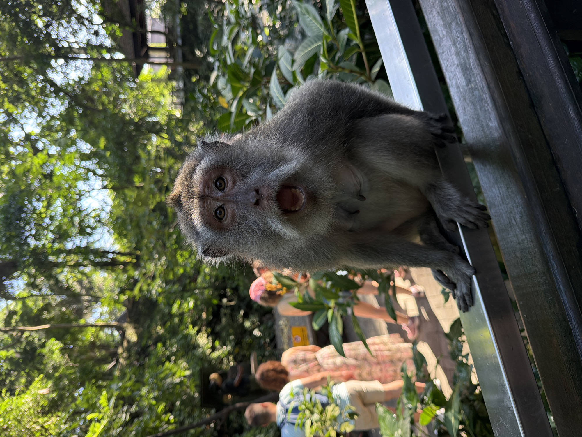 Macaques and ancient temples inside Ubud's Monkey Forest
