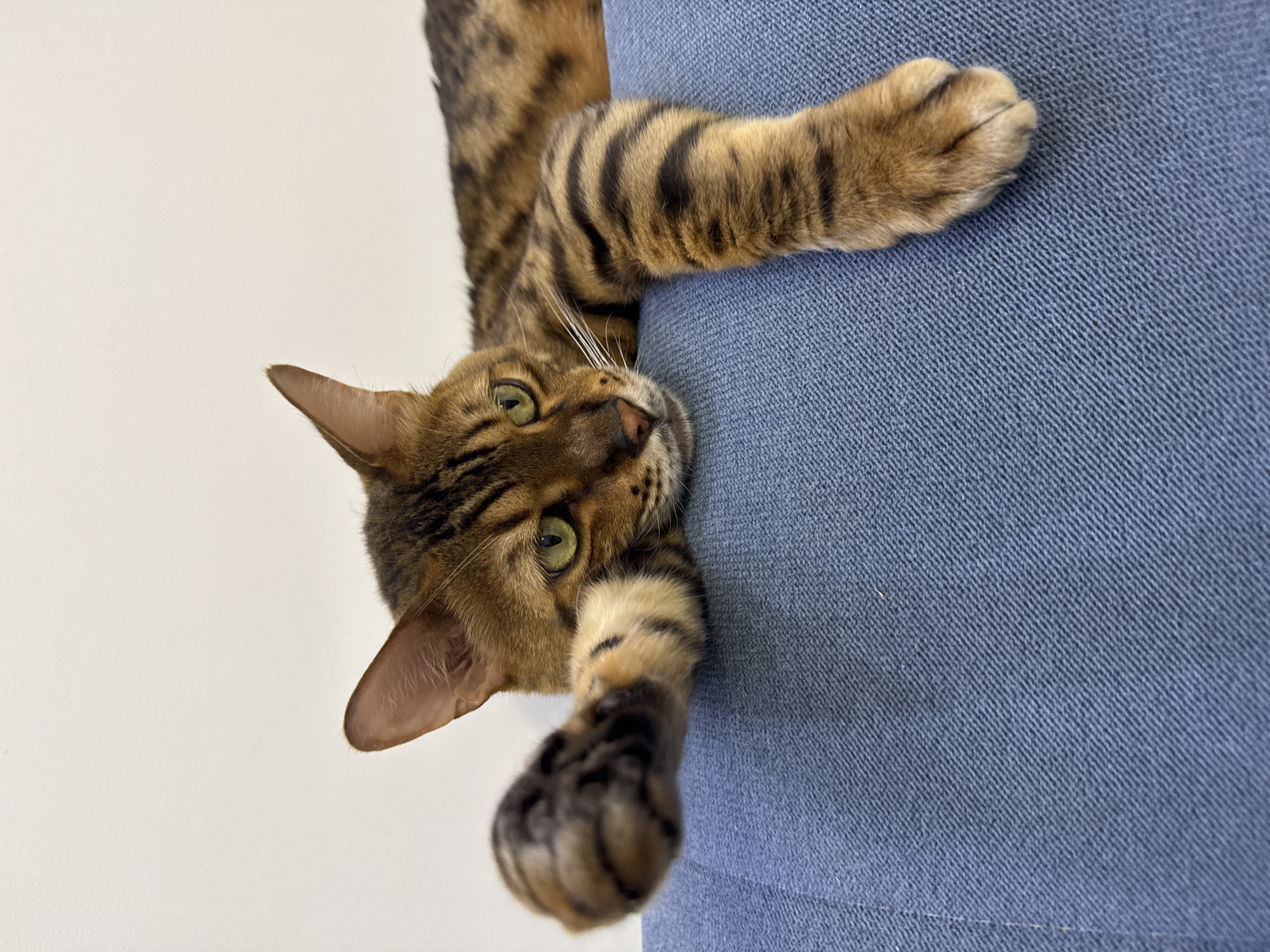 Bengal cat owns a blue sofa in Sochi