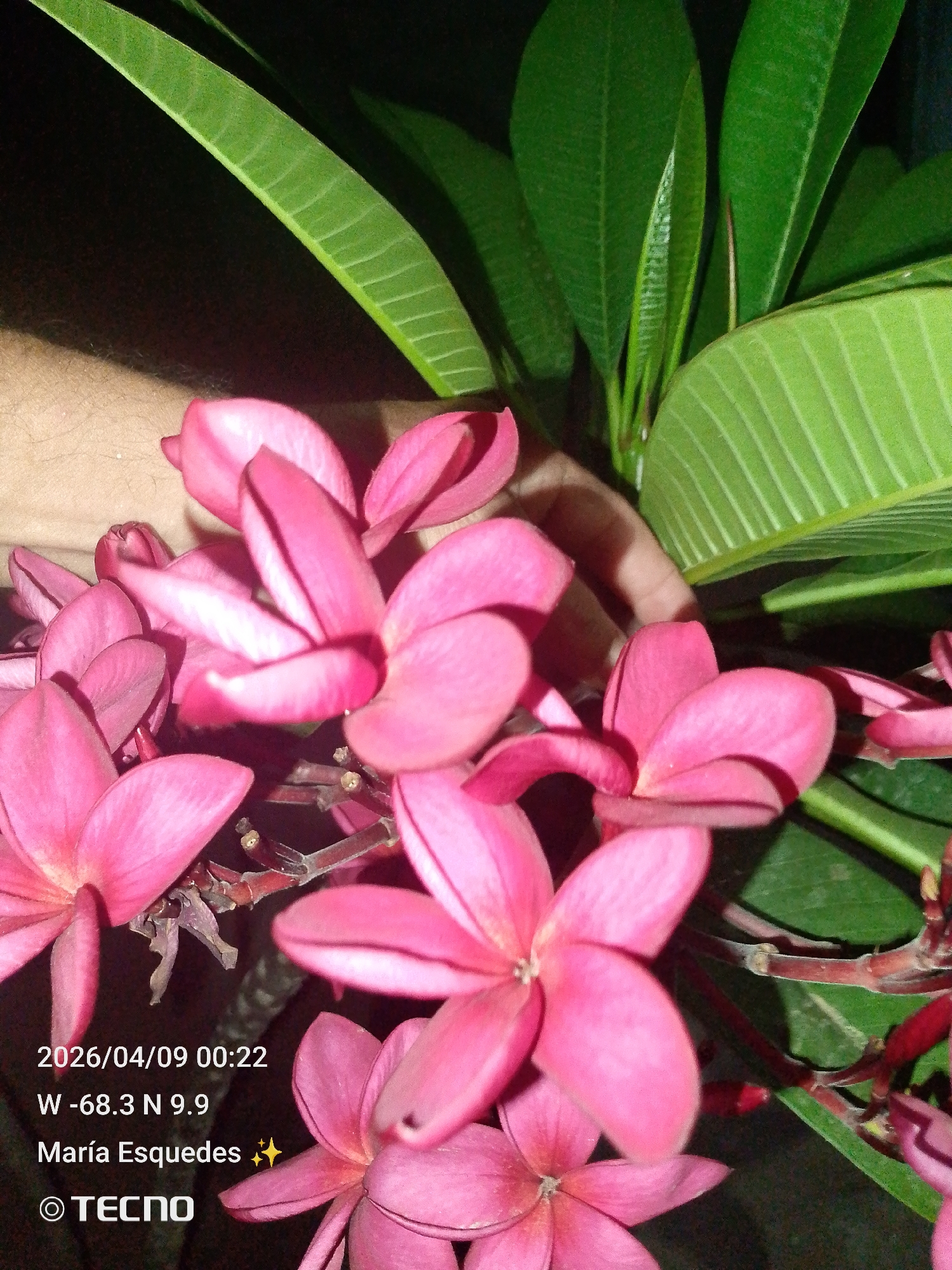 Resident documents nighttime flora and fauna in Tinaquillo