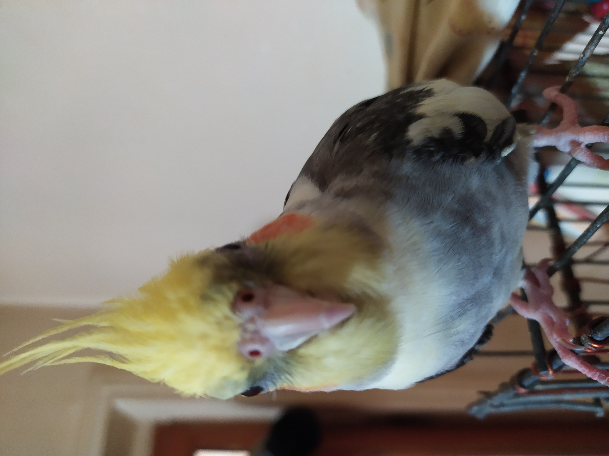Cockatiels at home in Bilajari, Azerbaijan