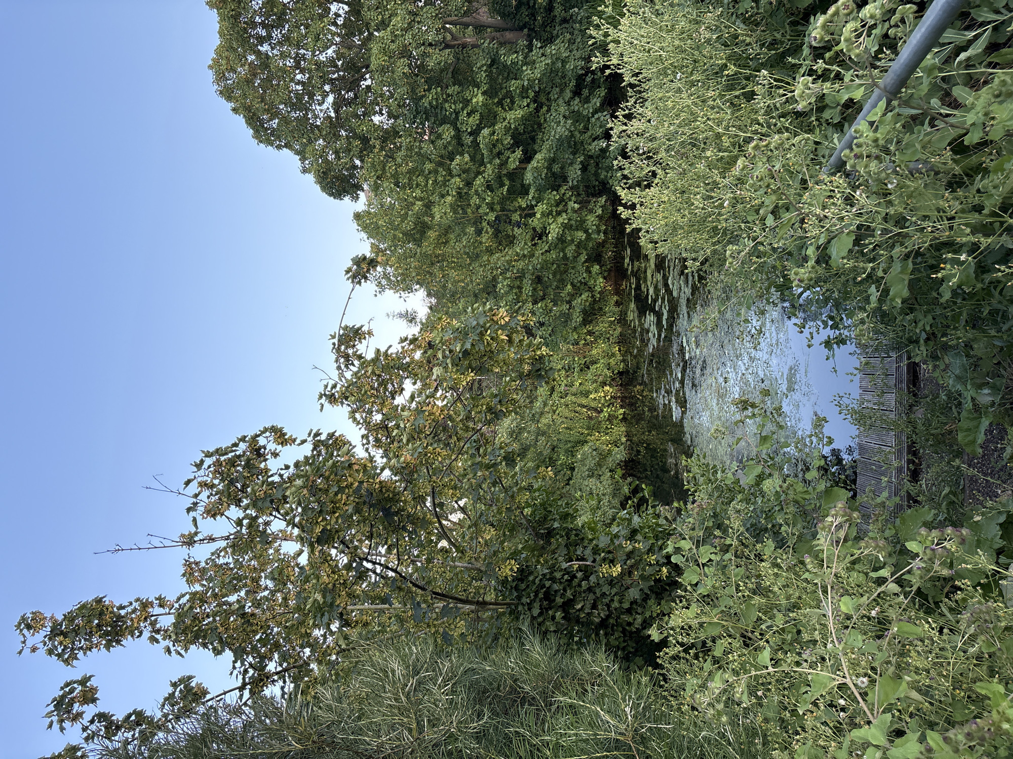 Evening walk along Chelmsford's River Chelmer and green spaces