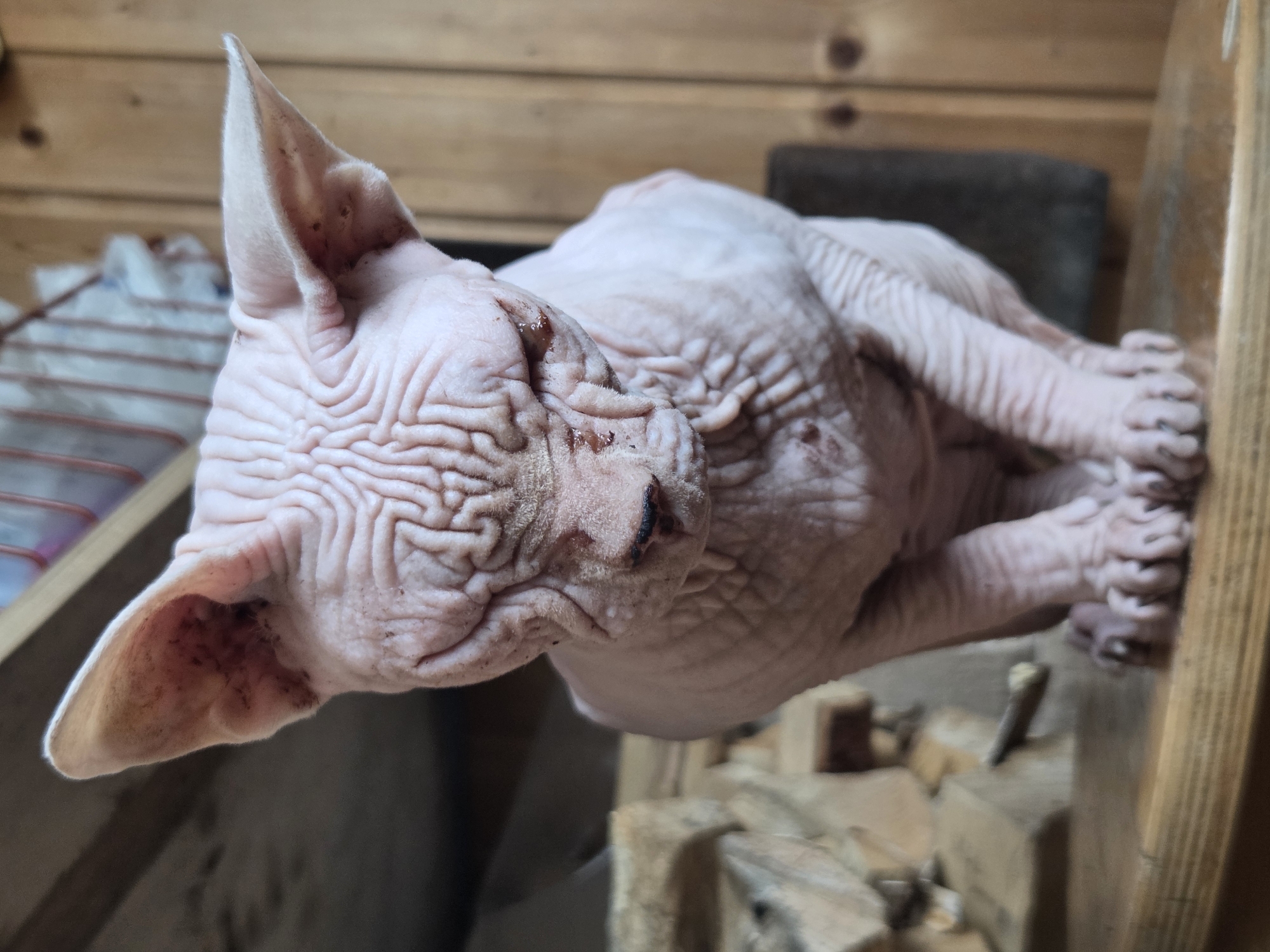 Sphynx cat resting on wood at a Russian garden plot