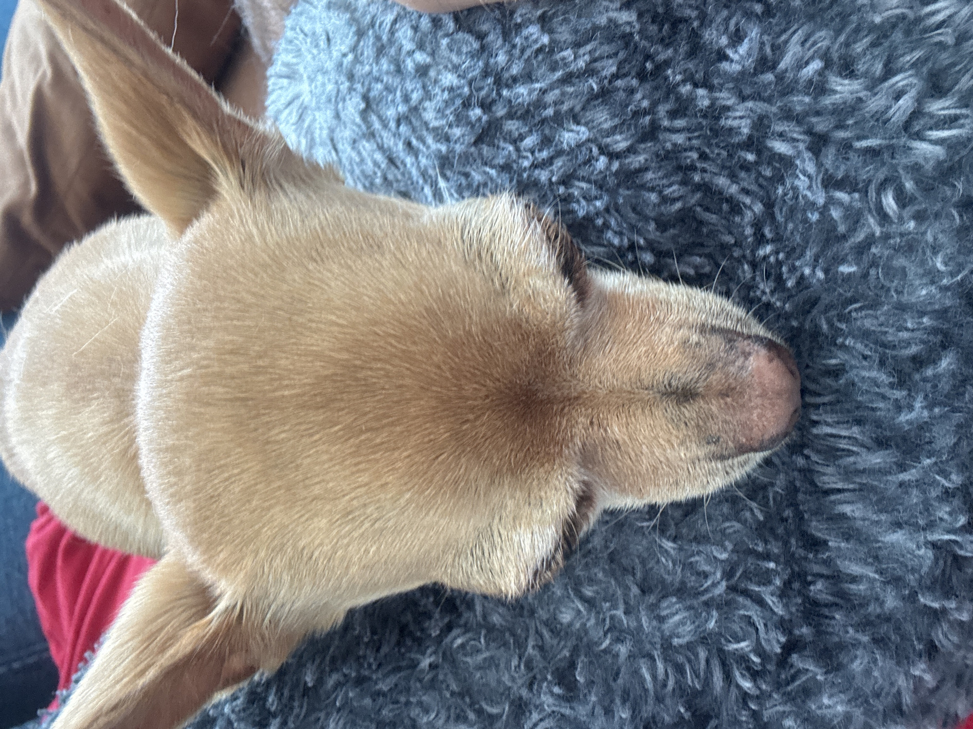 Chihuahua rests on lap in Mexico