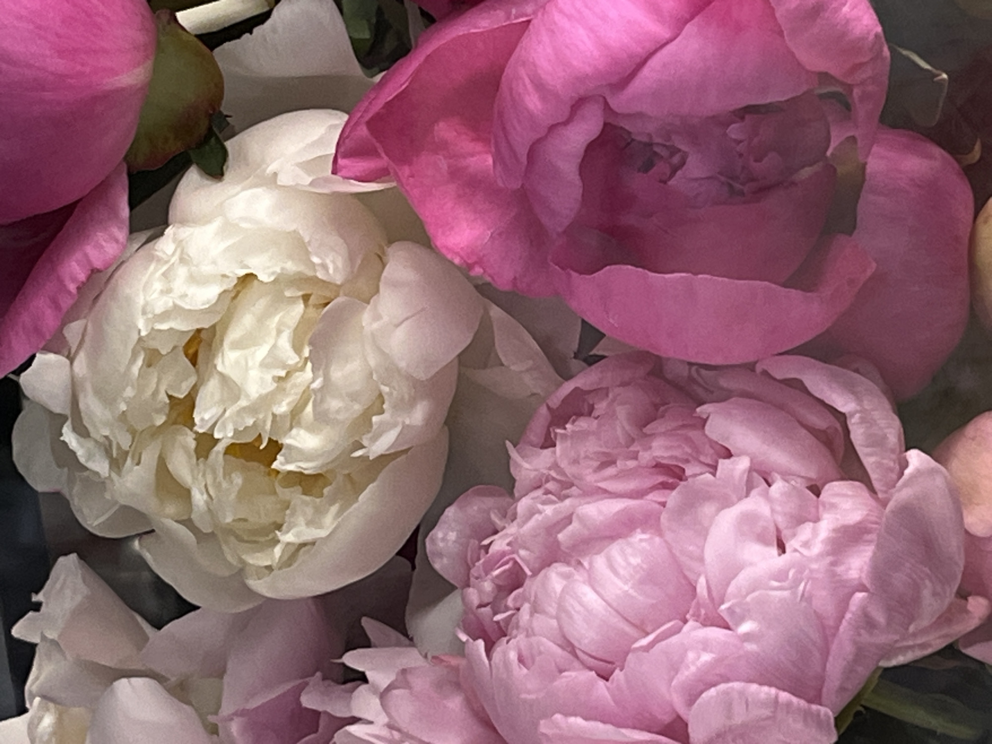 Flower market browse in Kraków, bouquets and blooms up close