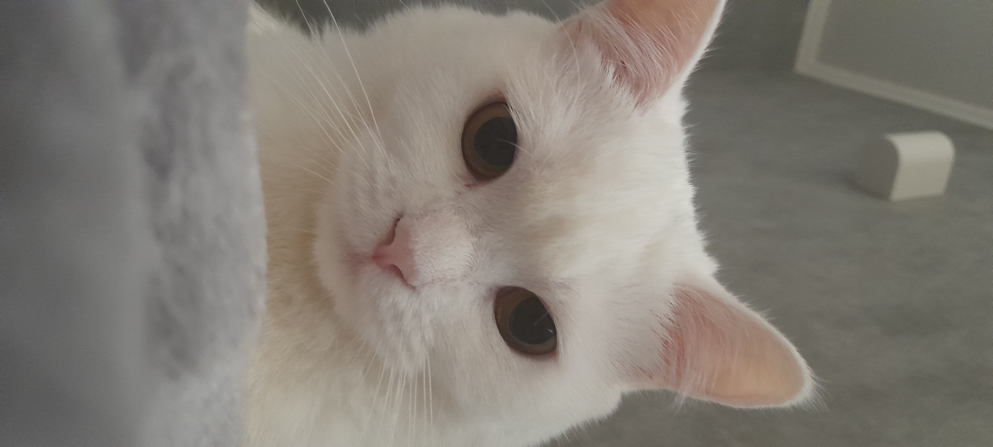 White cat's lazy morning in Uman, with a moth cameo