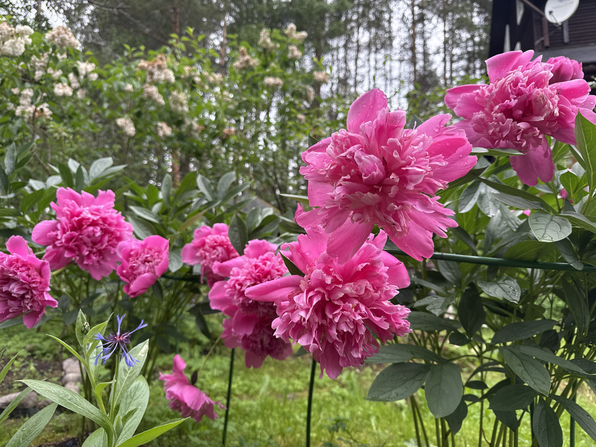 Summer blooms and a visiting bumblebee in a Pobeda garden