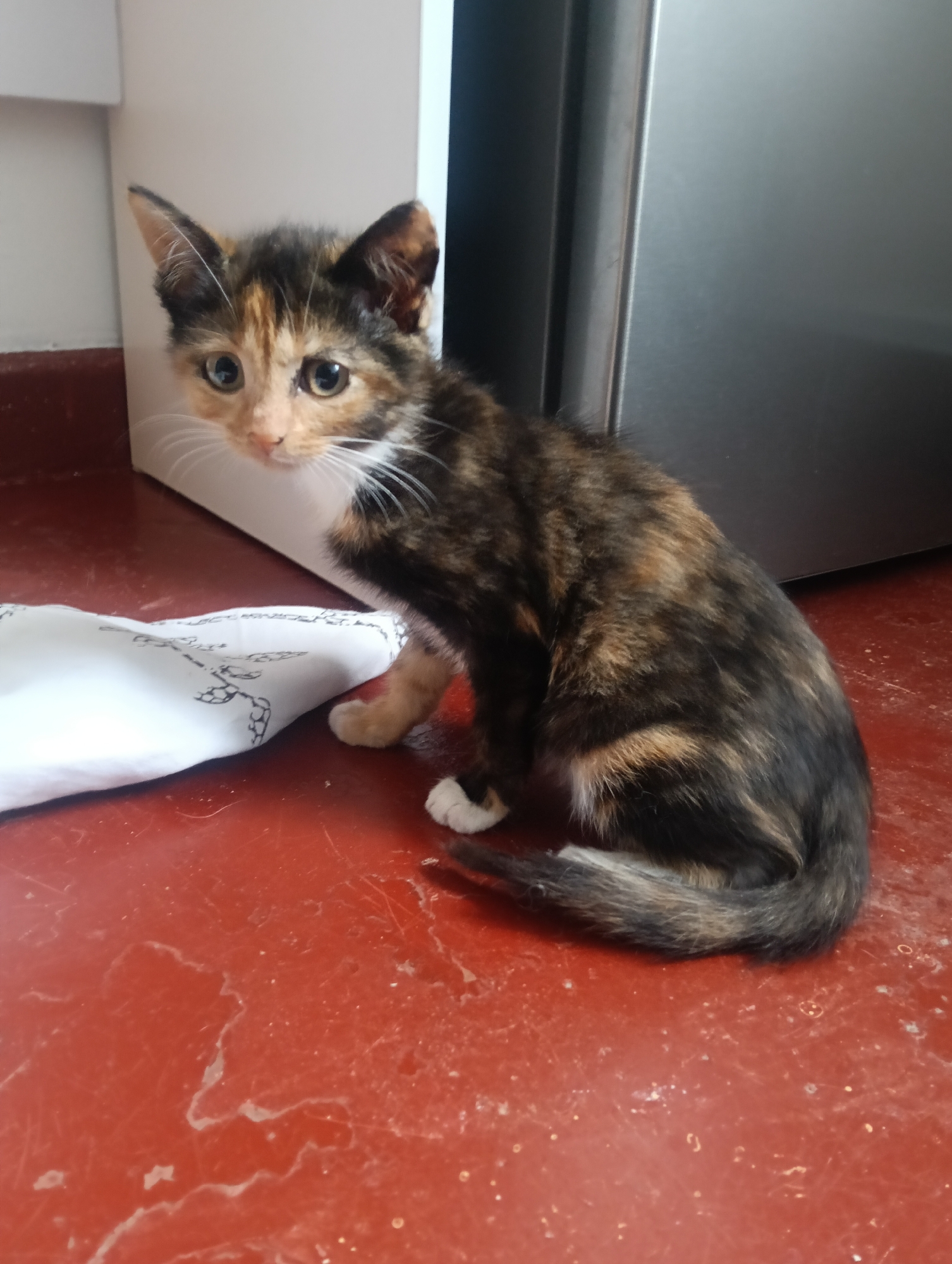 Person plays with calico kitten indoors in Nairobi